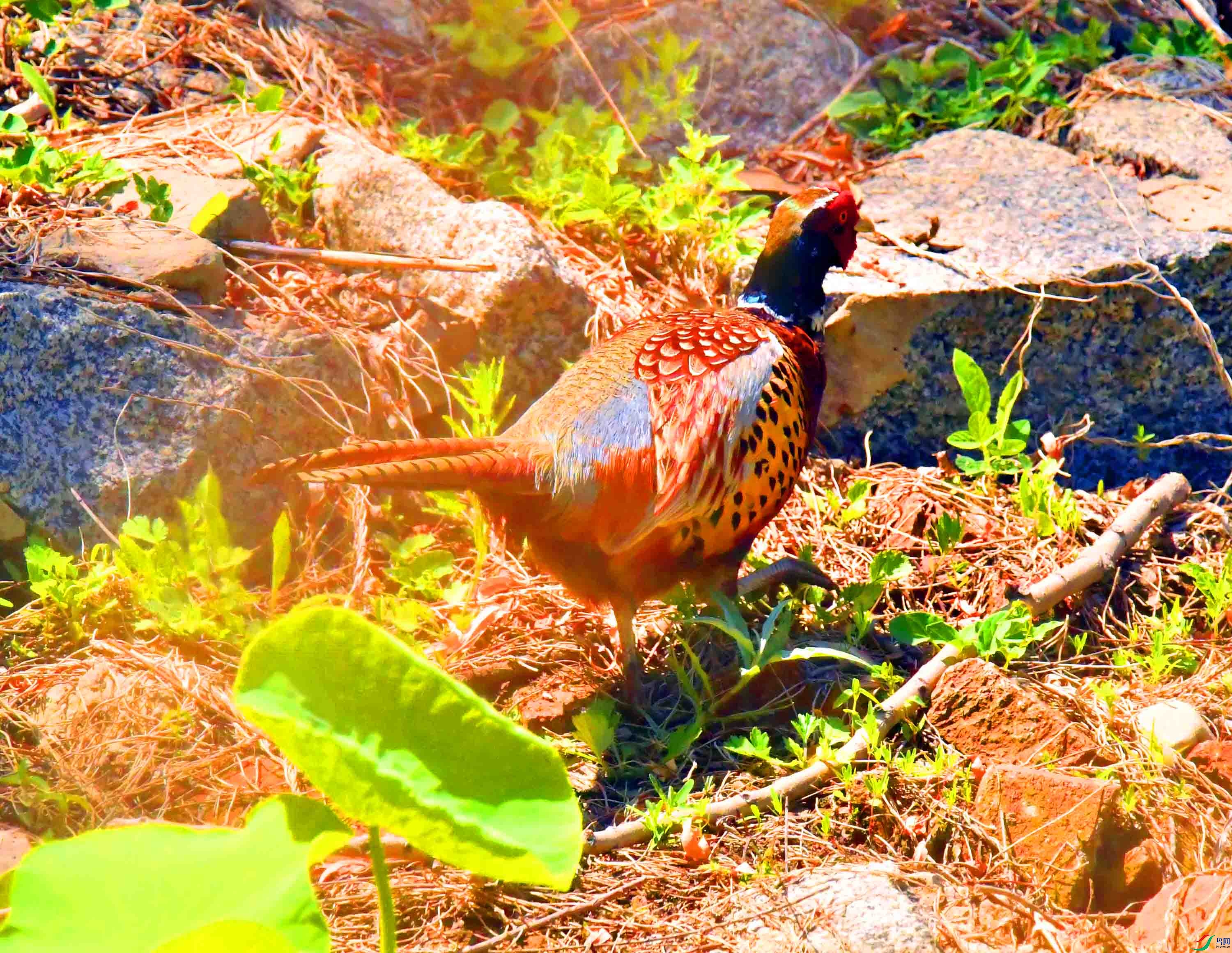 DSC_9845.JPG