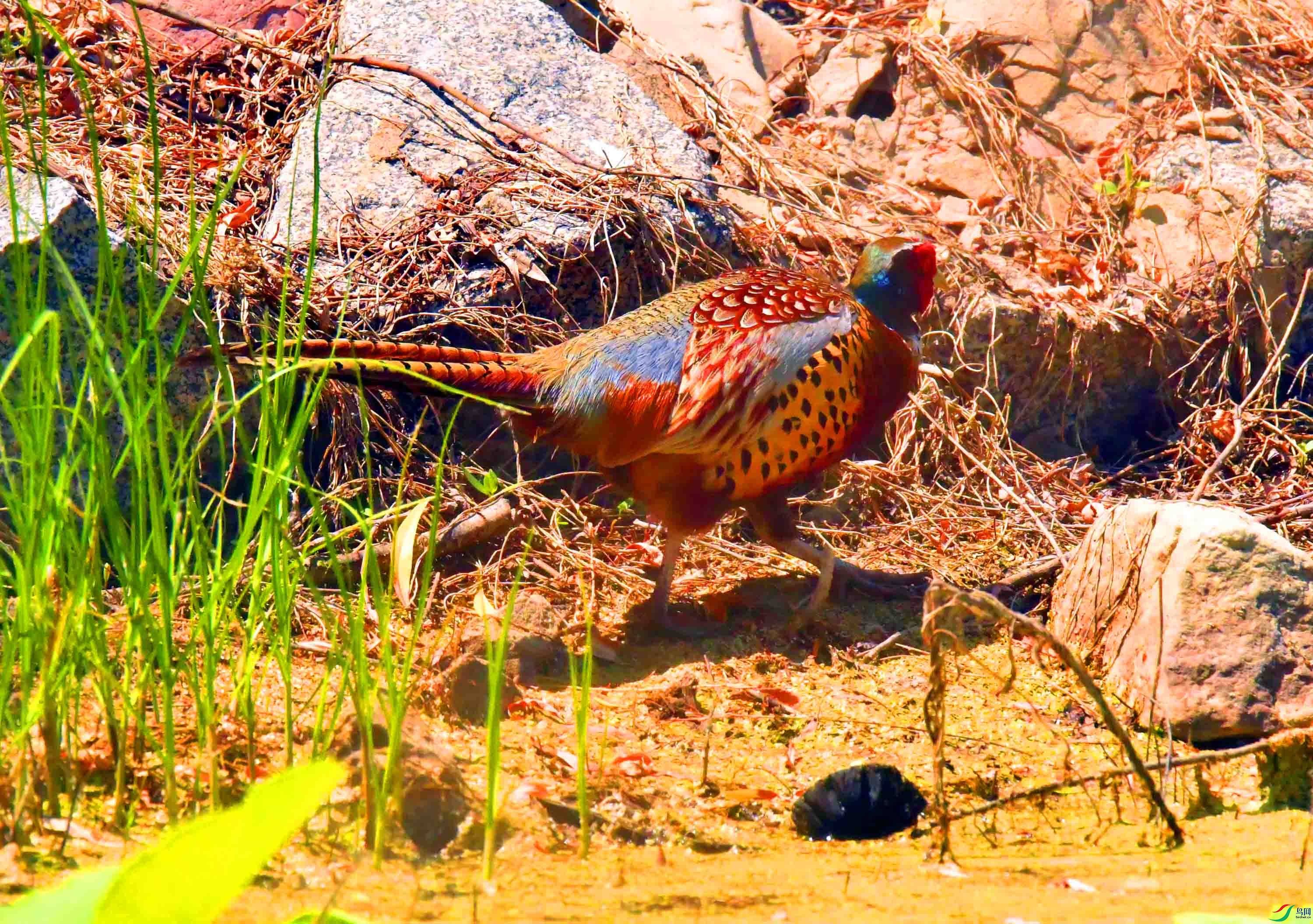 DSC_9851.JPG