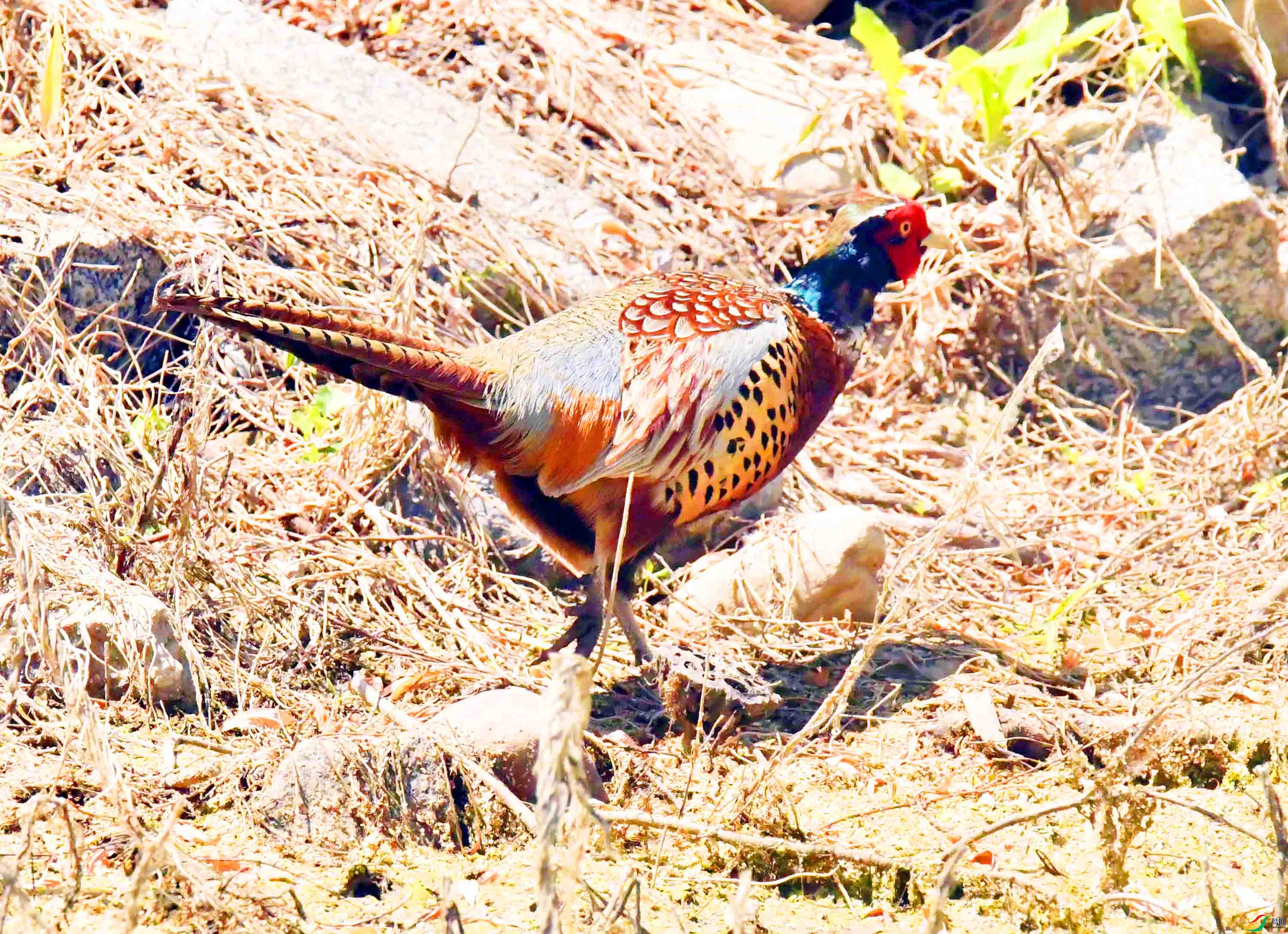 DSC_9859.JPG