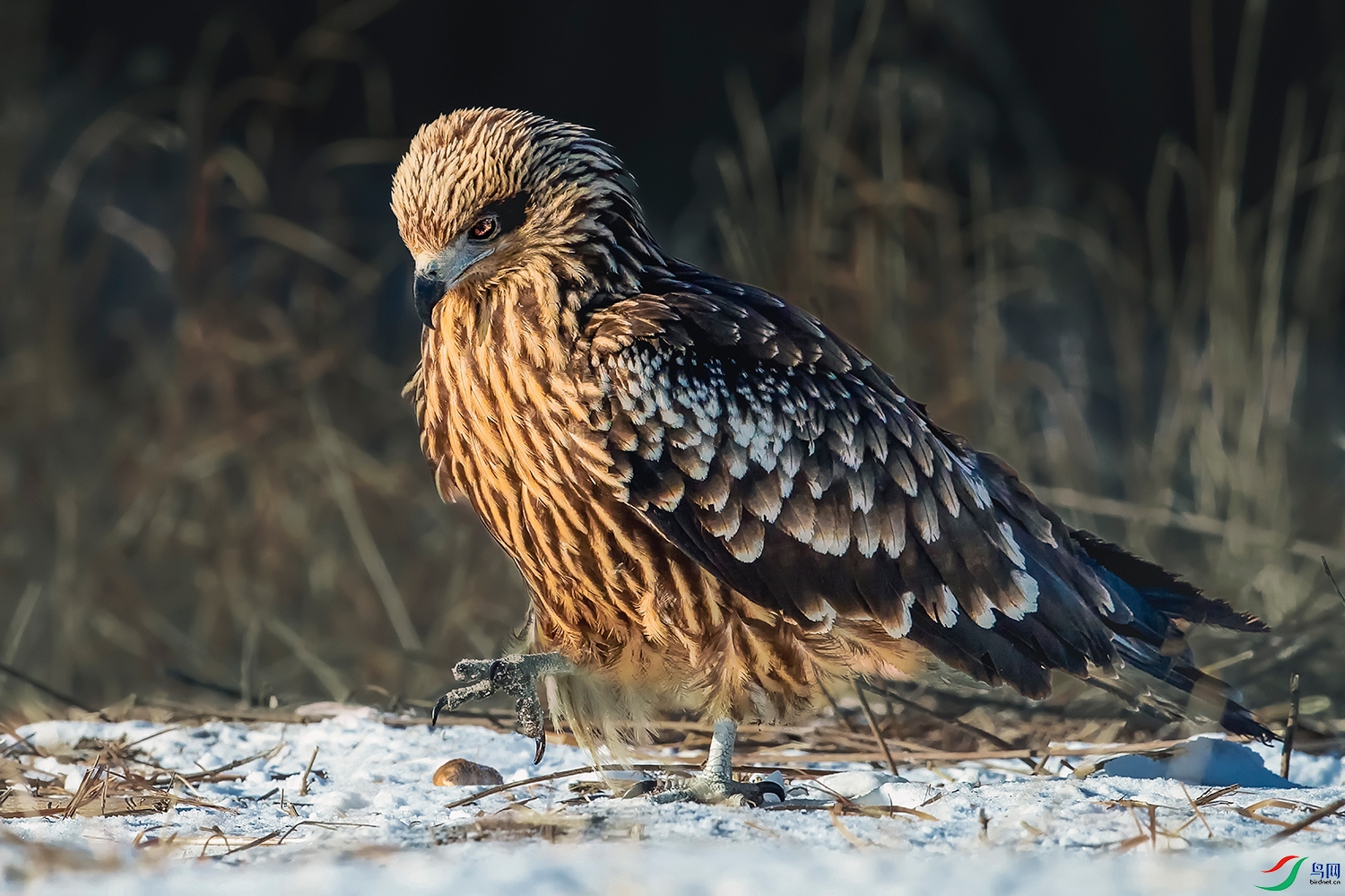 ���----��צ��˶��