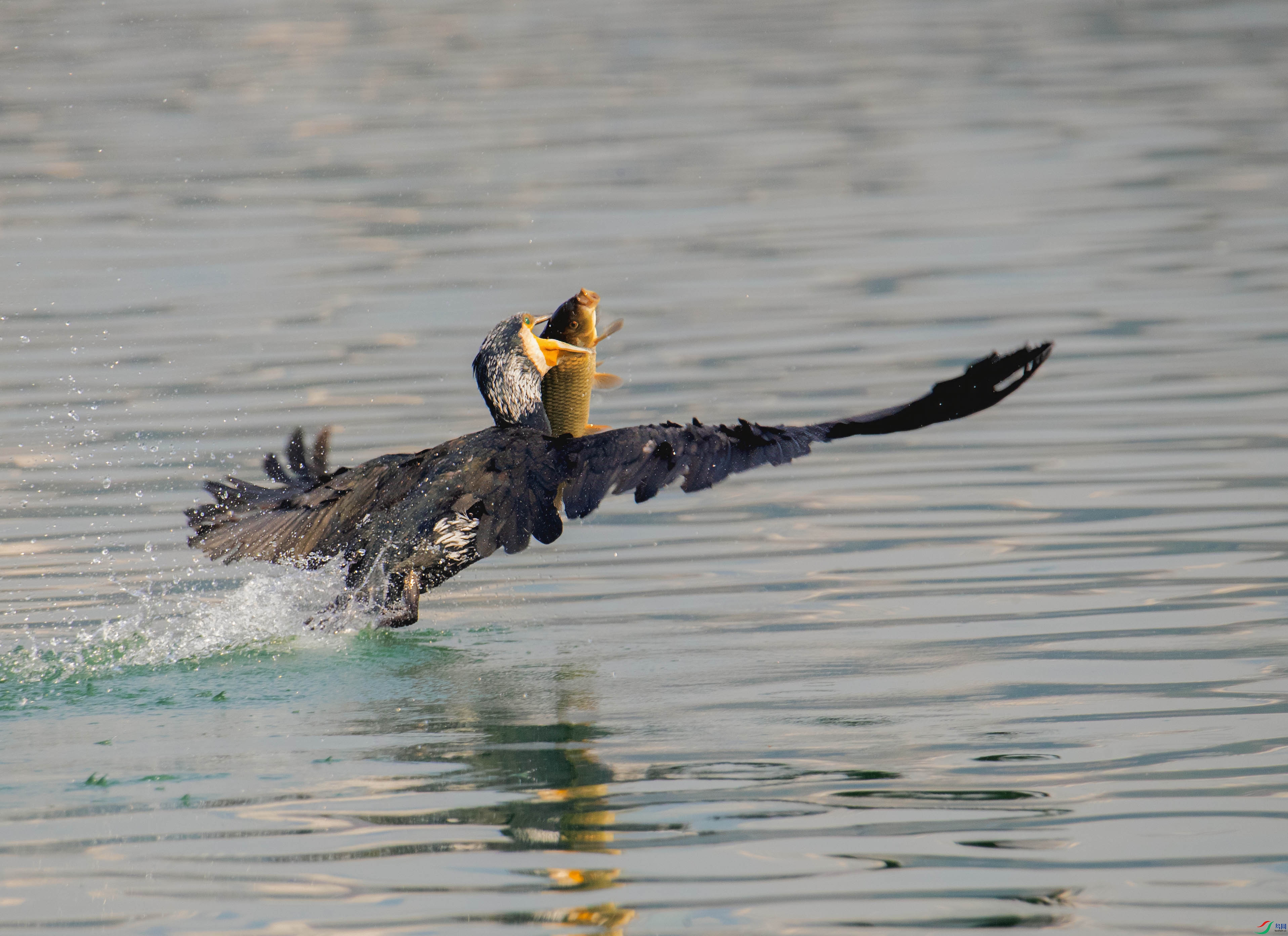 A45I2177 ����.jpg