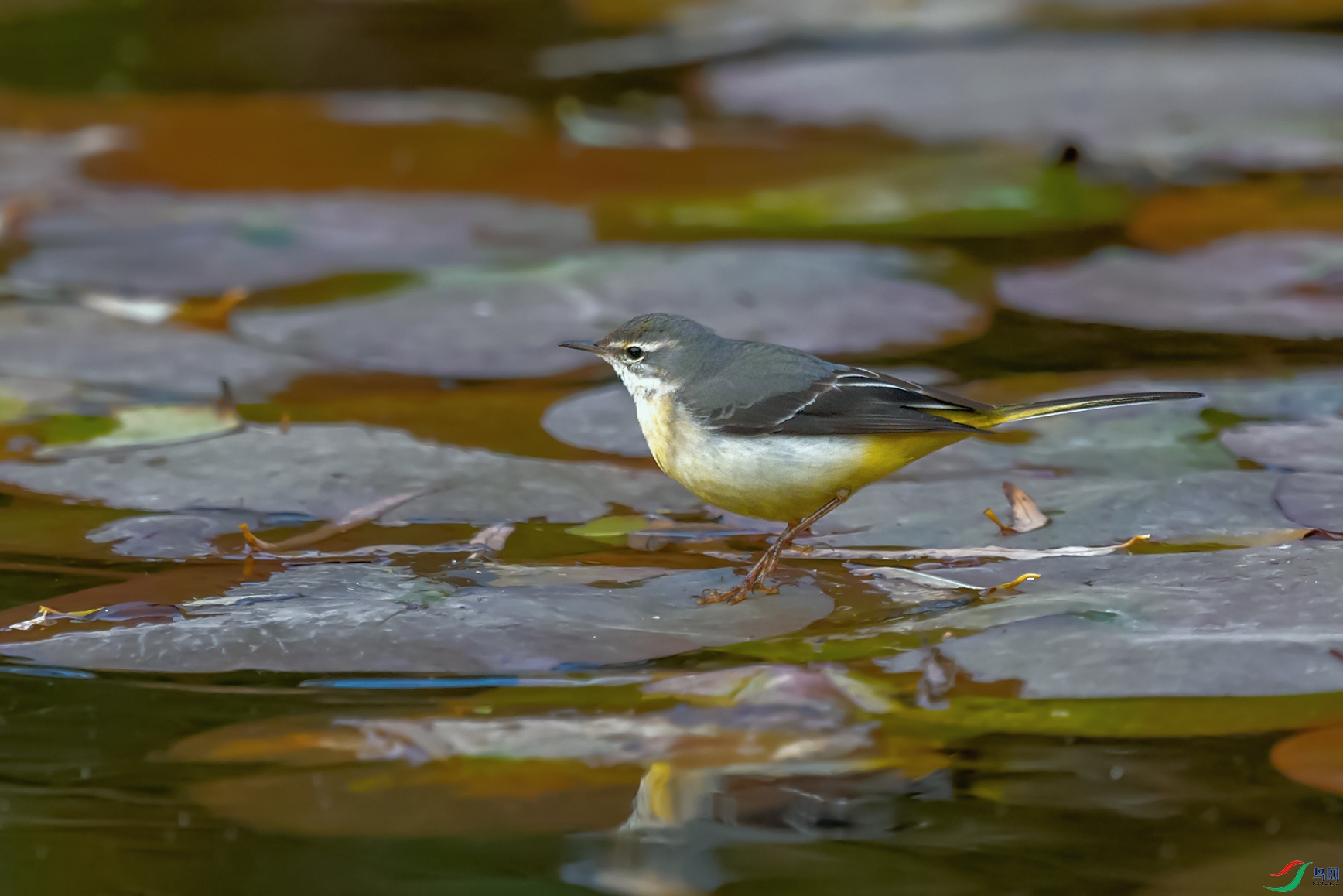 6DSC_6958_DxOa.jpg