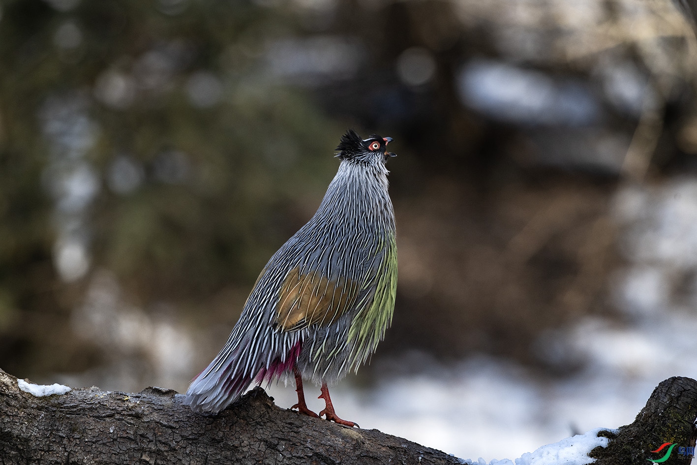 DSC_6278 (1) ����.jpg