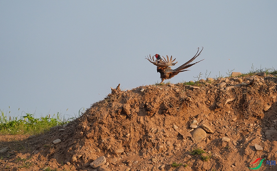 DSC01329 ����.jpg