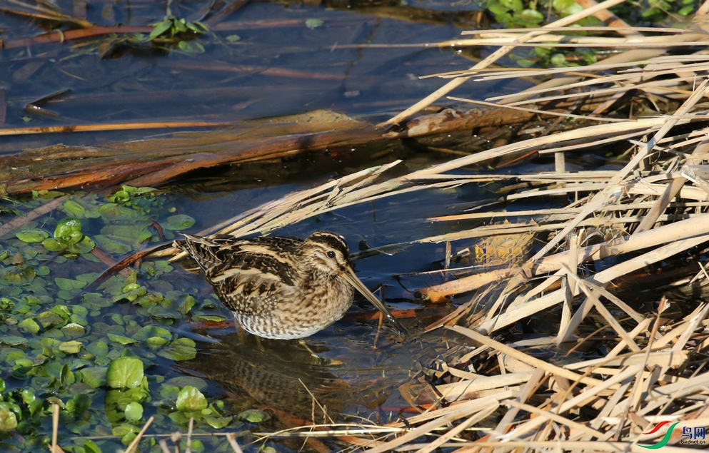 DSC20250204010.jpg