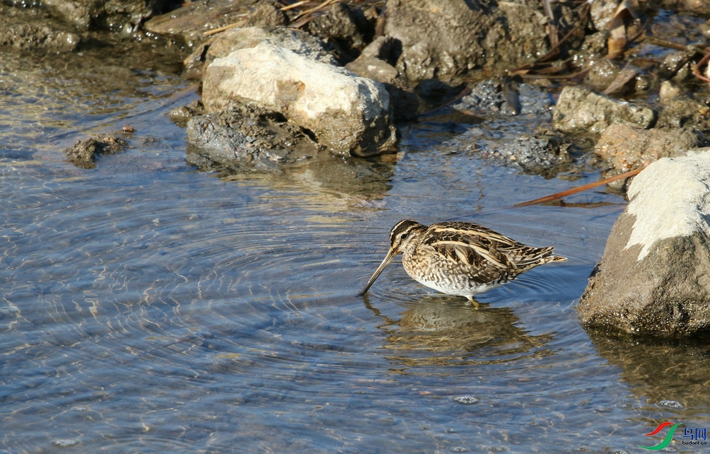 DSC20250204113.jpg