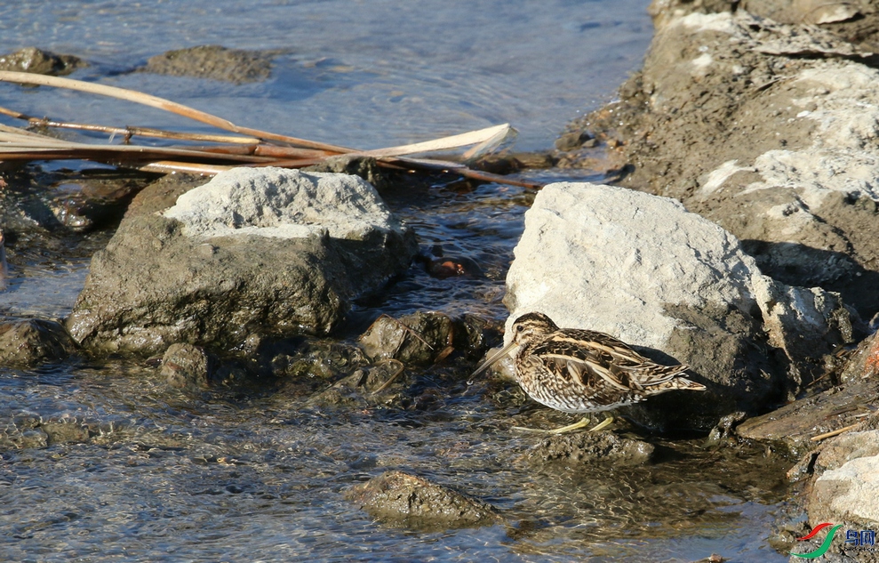 DSC20250204120.jpg