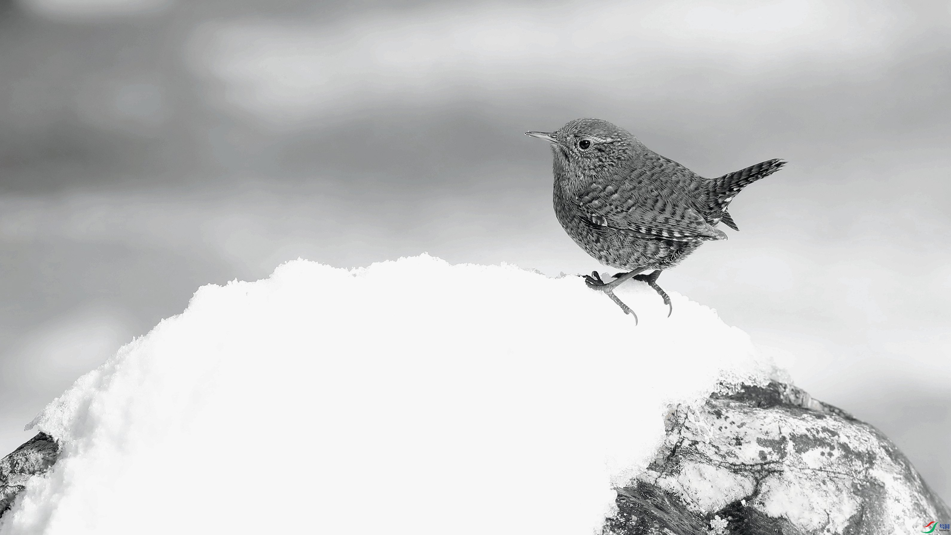 ����ѩ��һ����