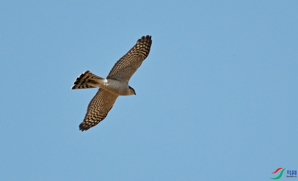 DSC_1870.JPG