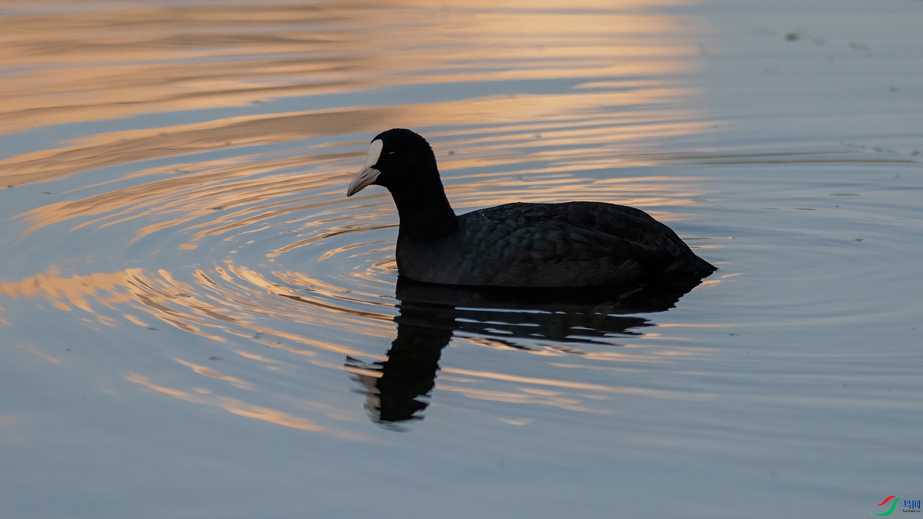 ��ɫ����