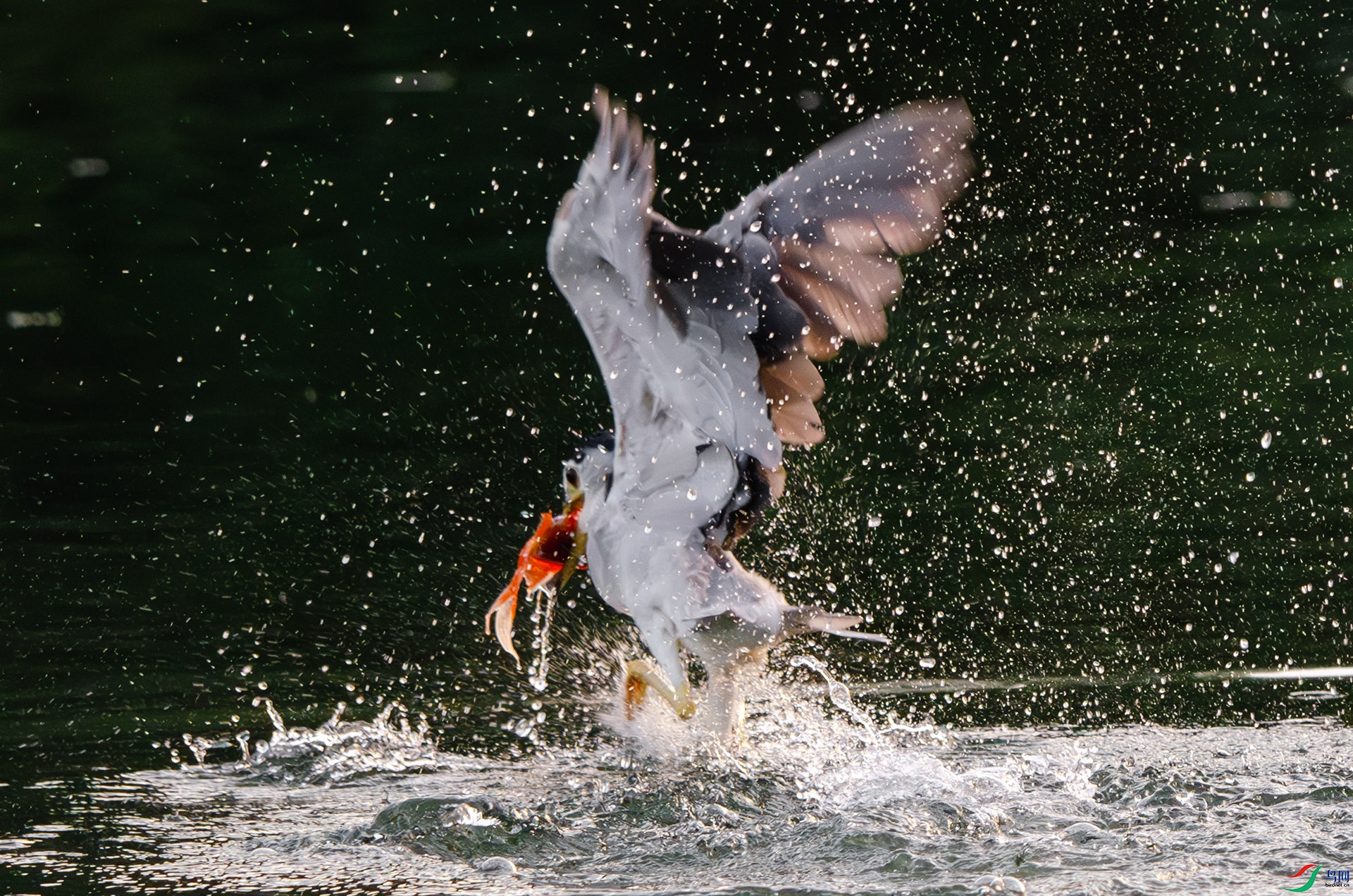 DSC_3016-����ǿ-NR ����.jpg