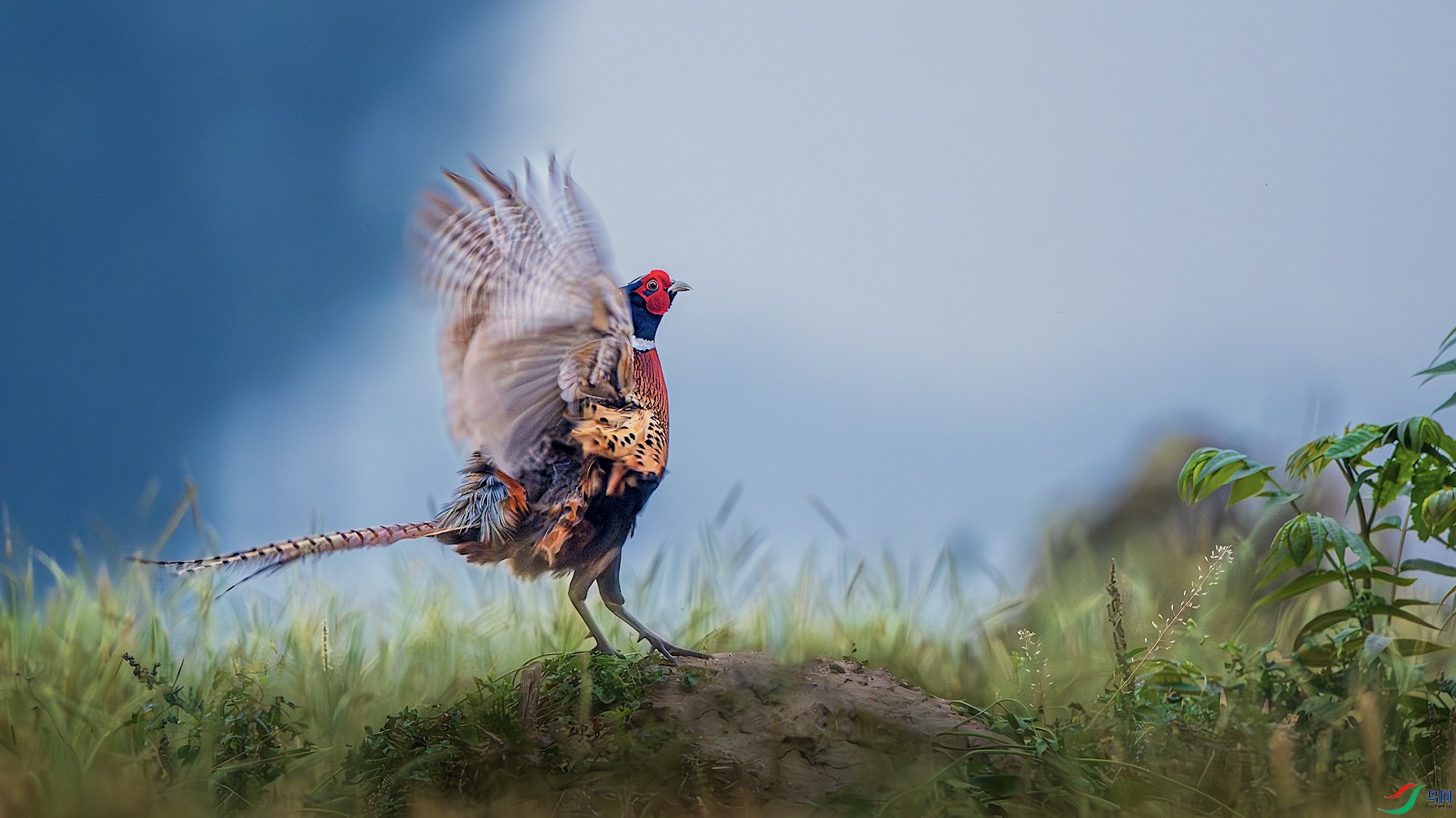 1_DSC0650-����ǿ-NR ����.jpeg