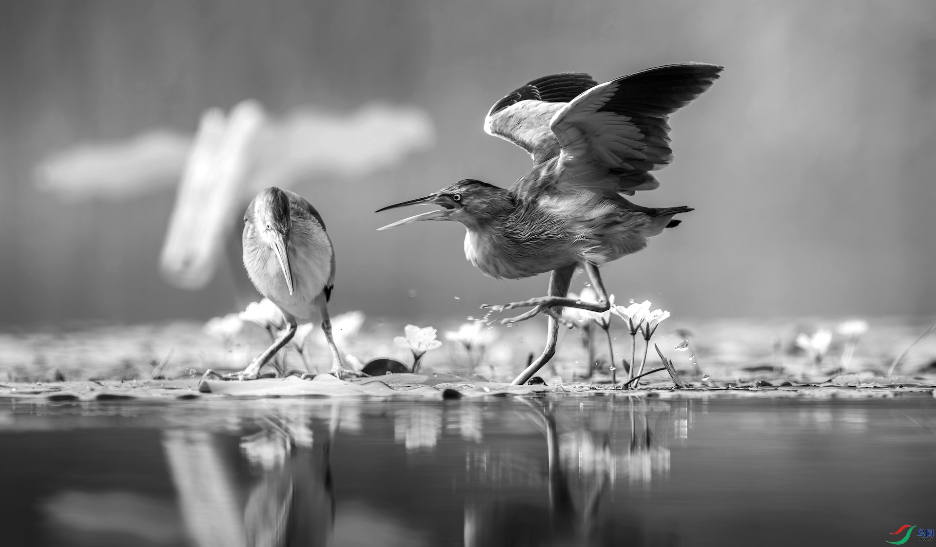 1_DSC2236-����ǿ-NR ����-1.jpeg