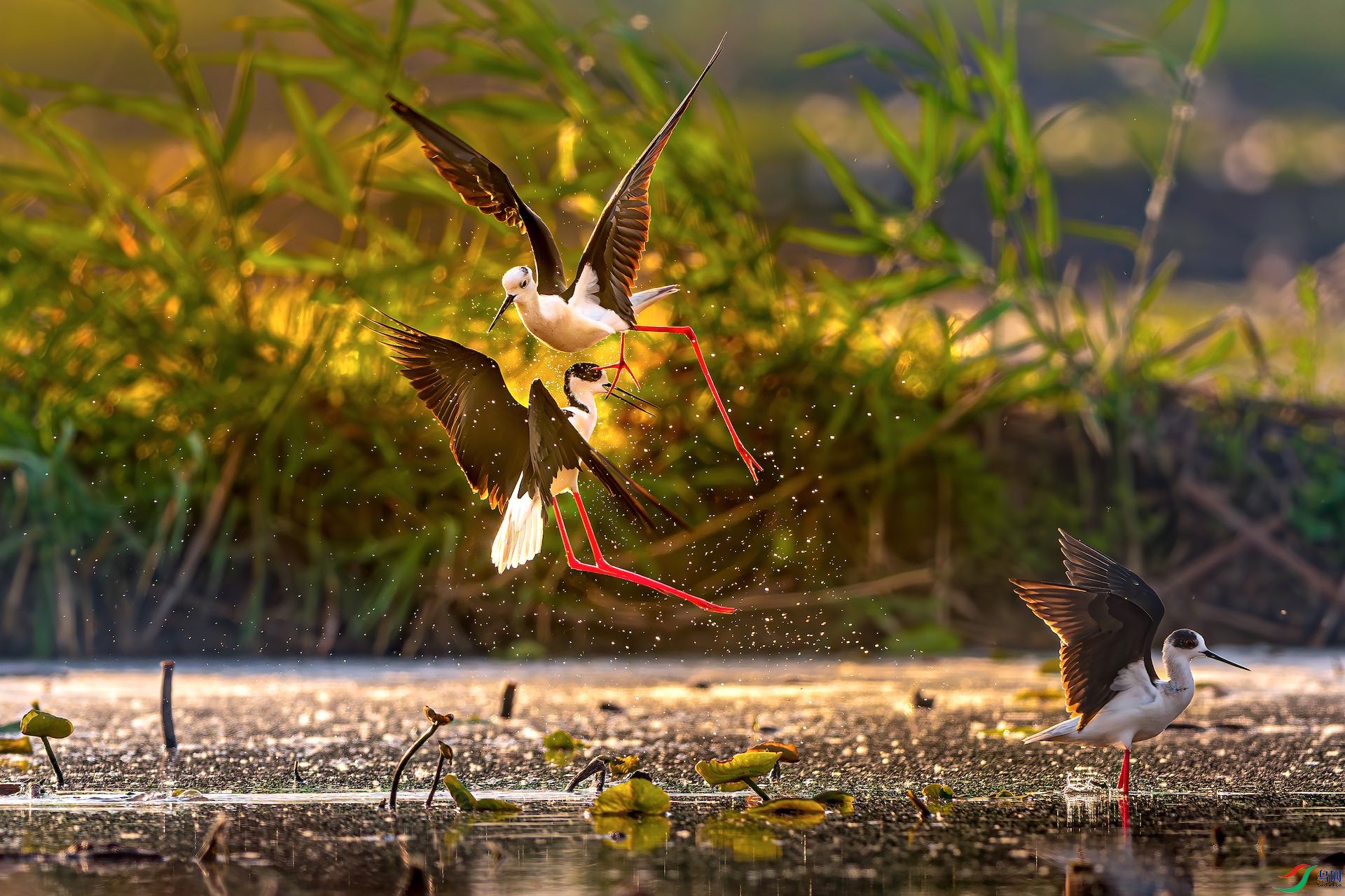 1_XXI7231-����ǿ-NR-1 2.jpeg