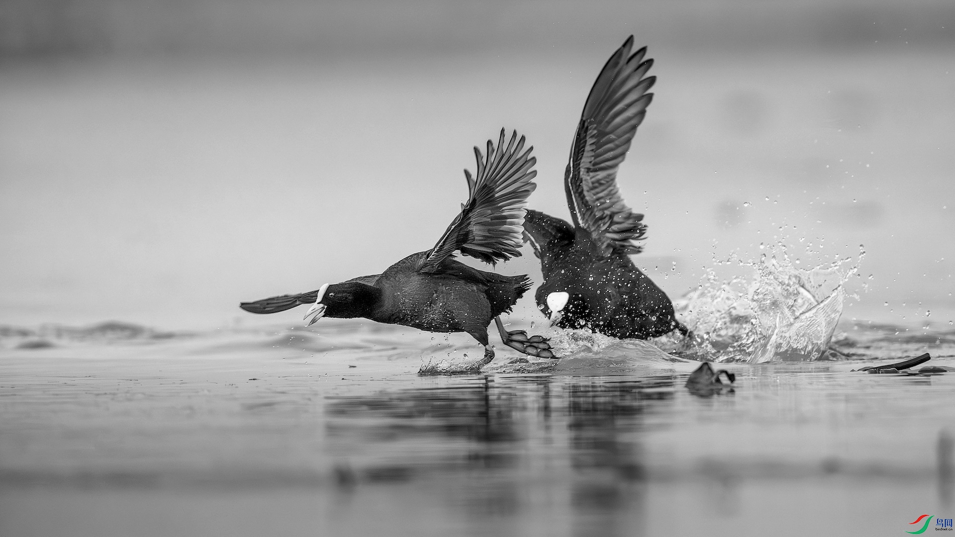 1_XXL7131-����ǿ-NR ����-1.jpg