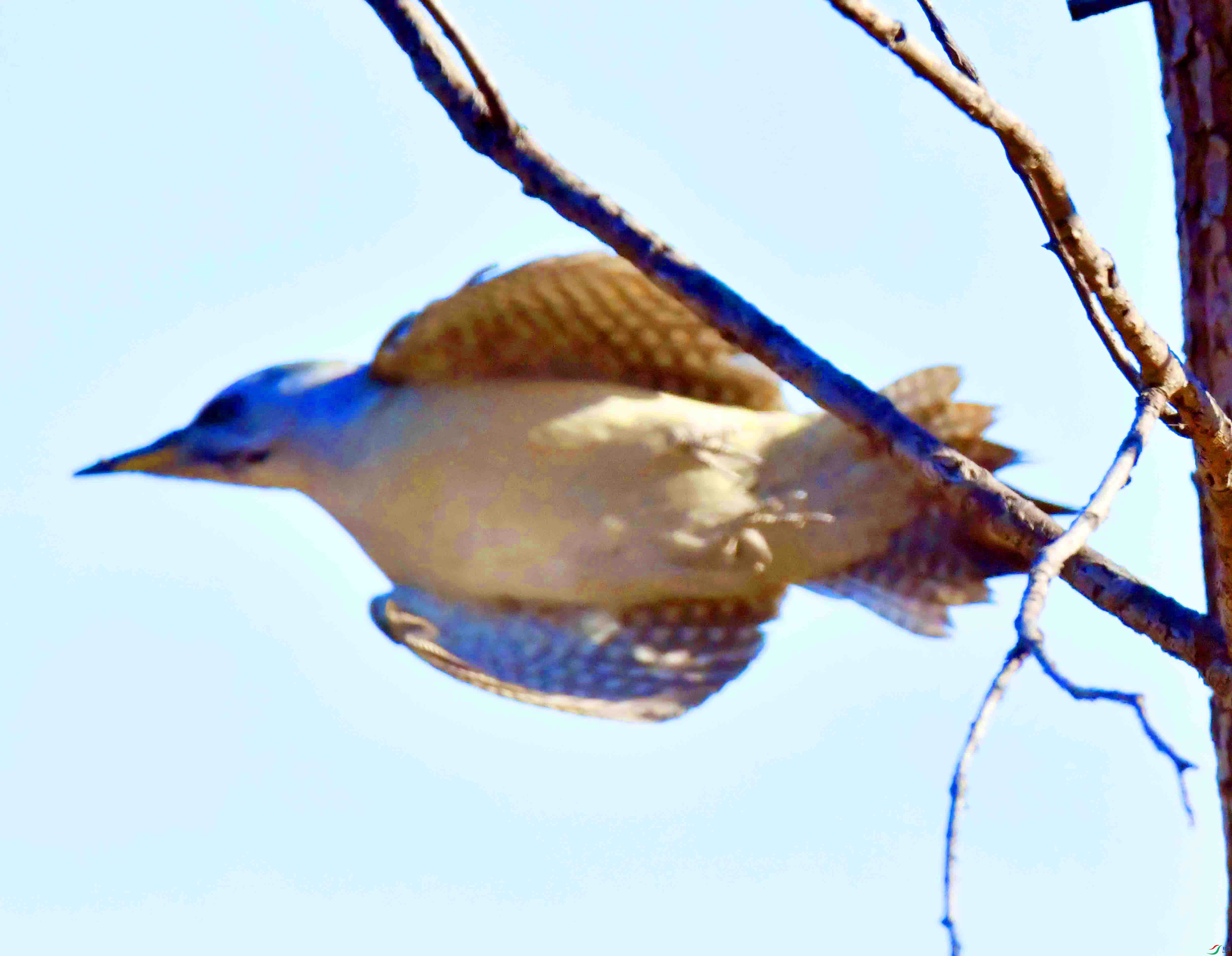 DSC_0818.JPG