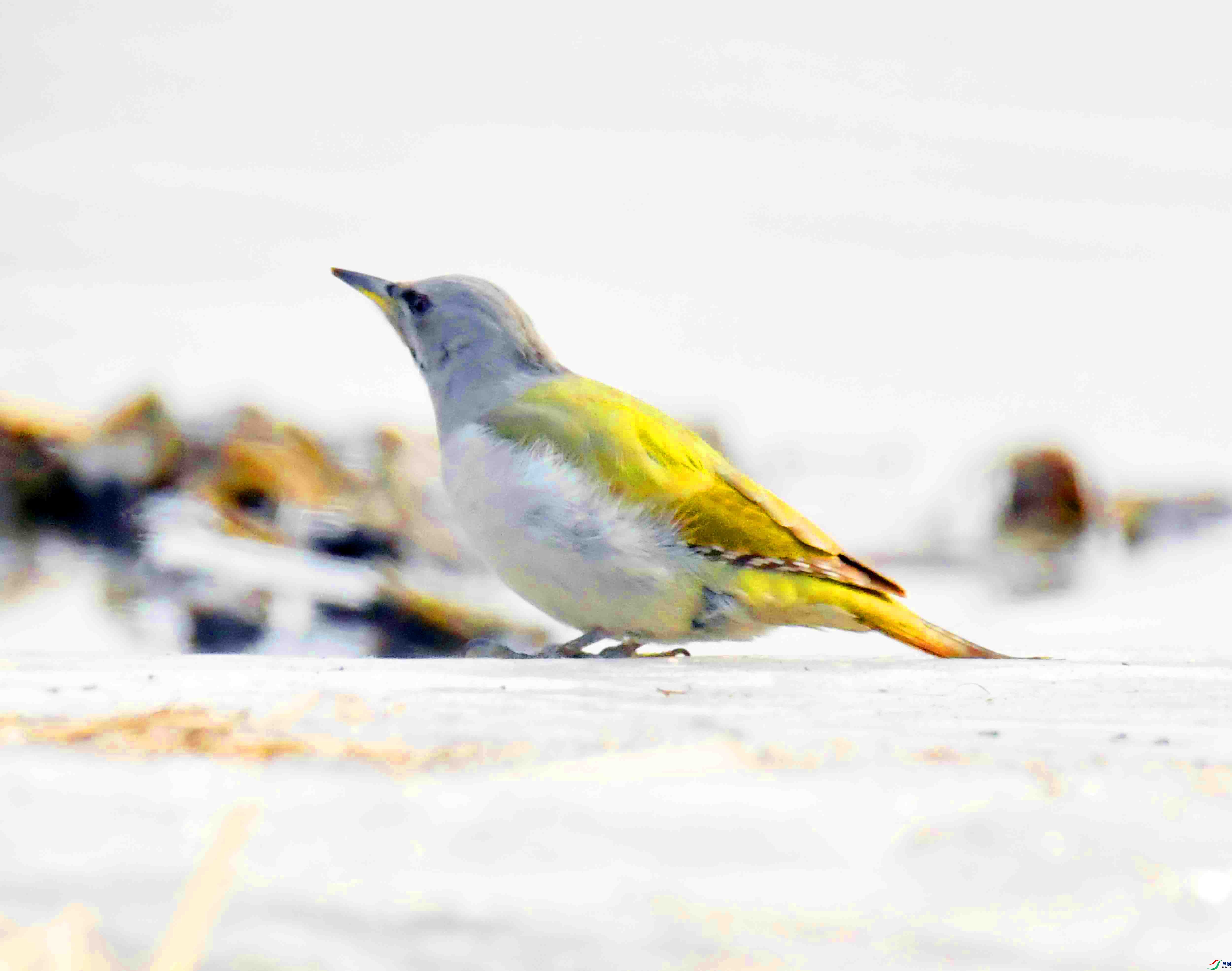 DSC_2631.JPG