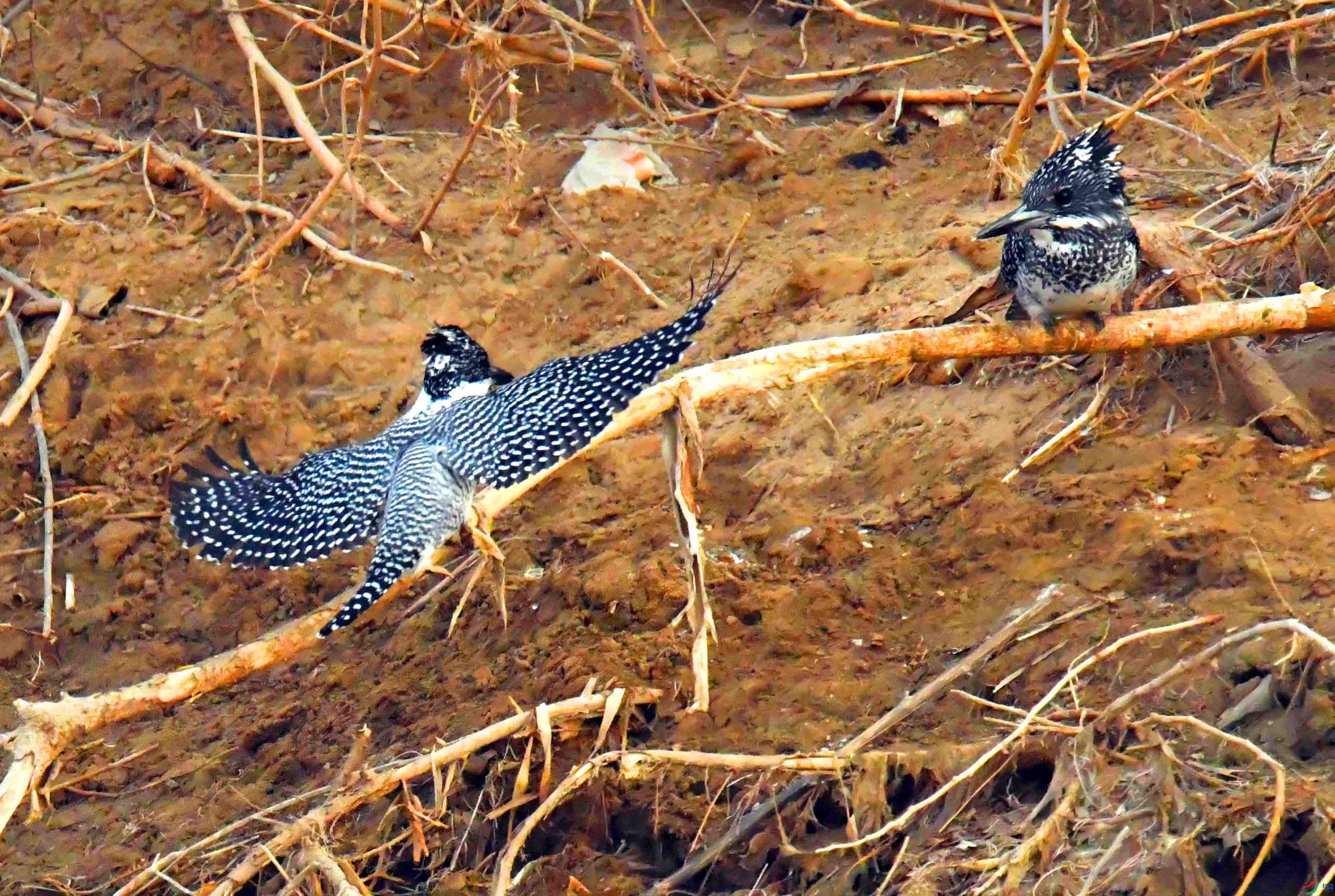 DSC_0915.JPG