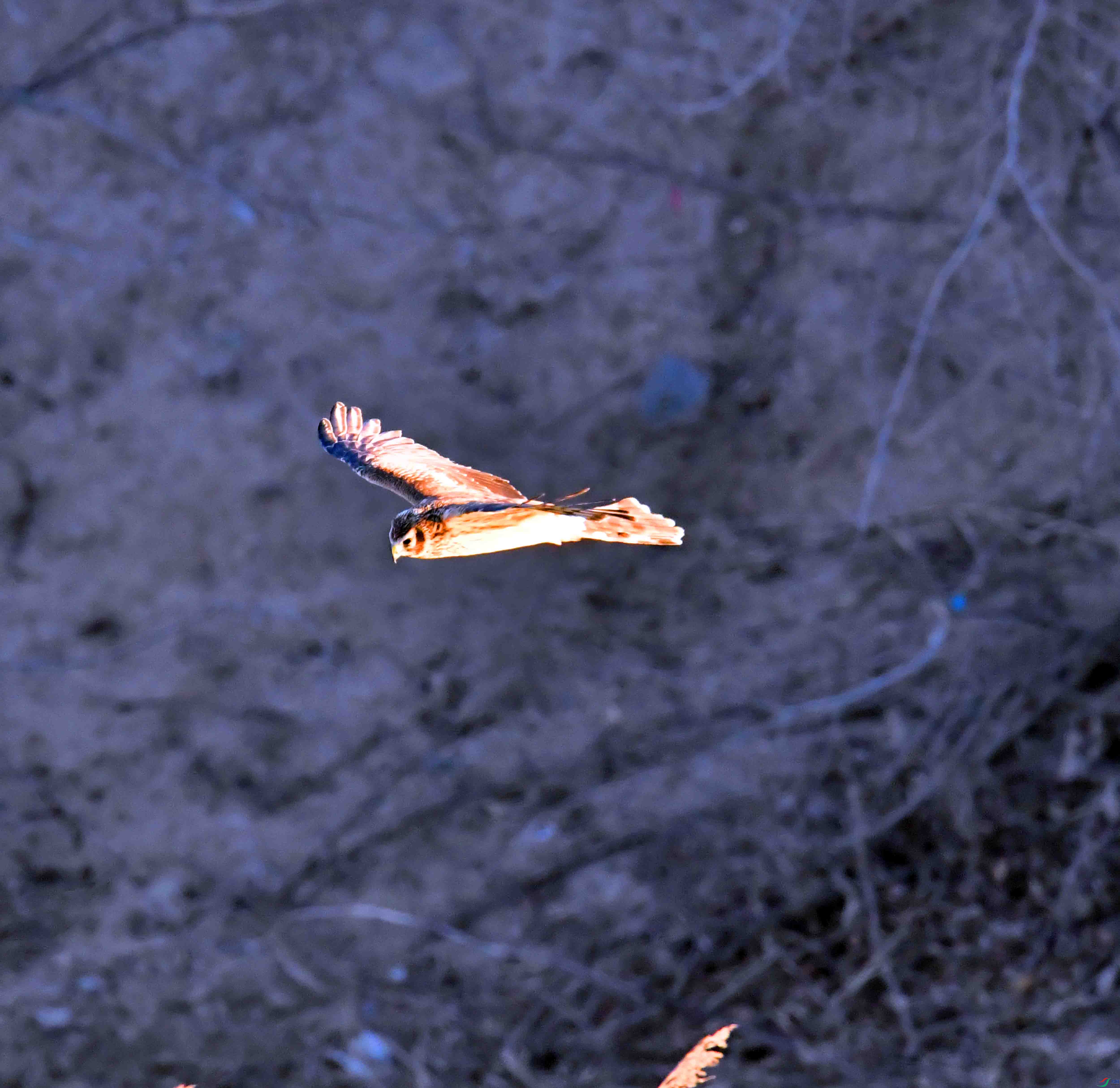DSC_0071.JPG