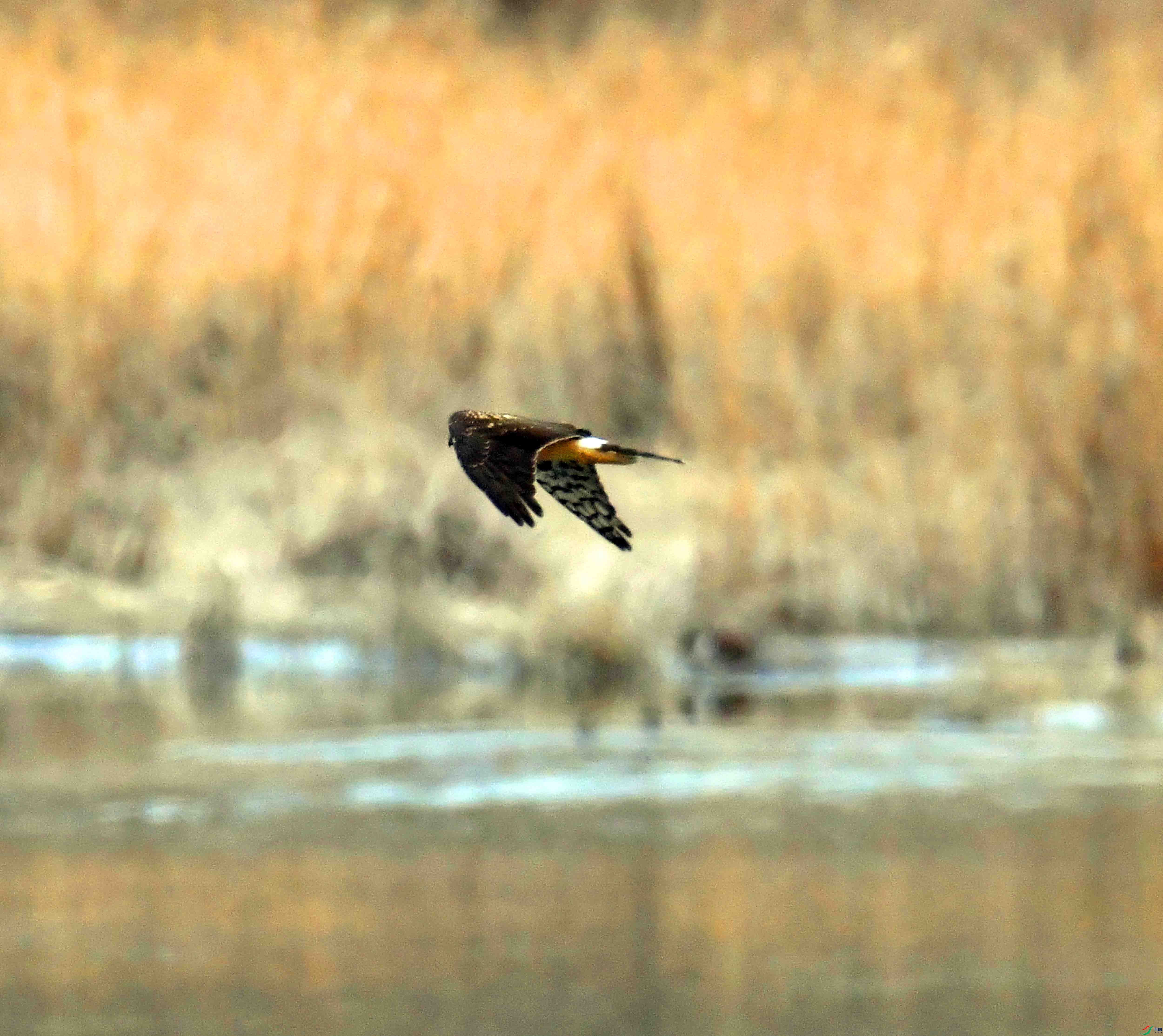 DSC_0556.JPG