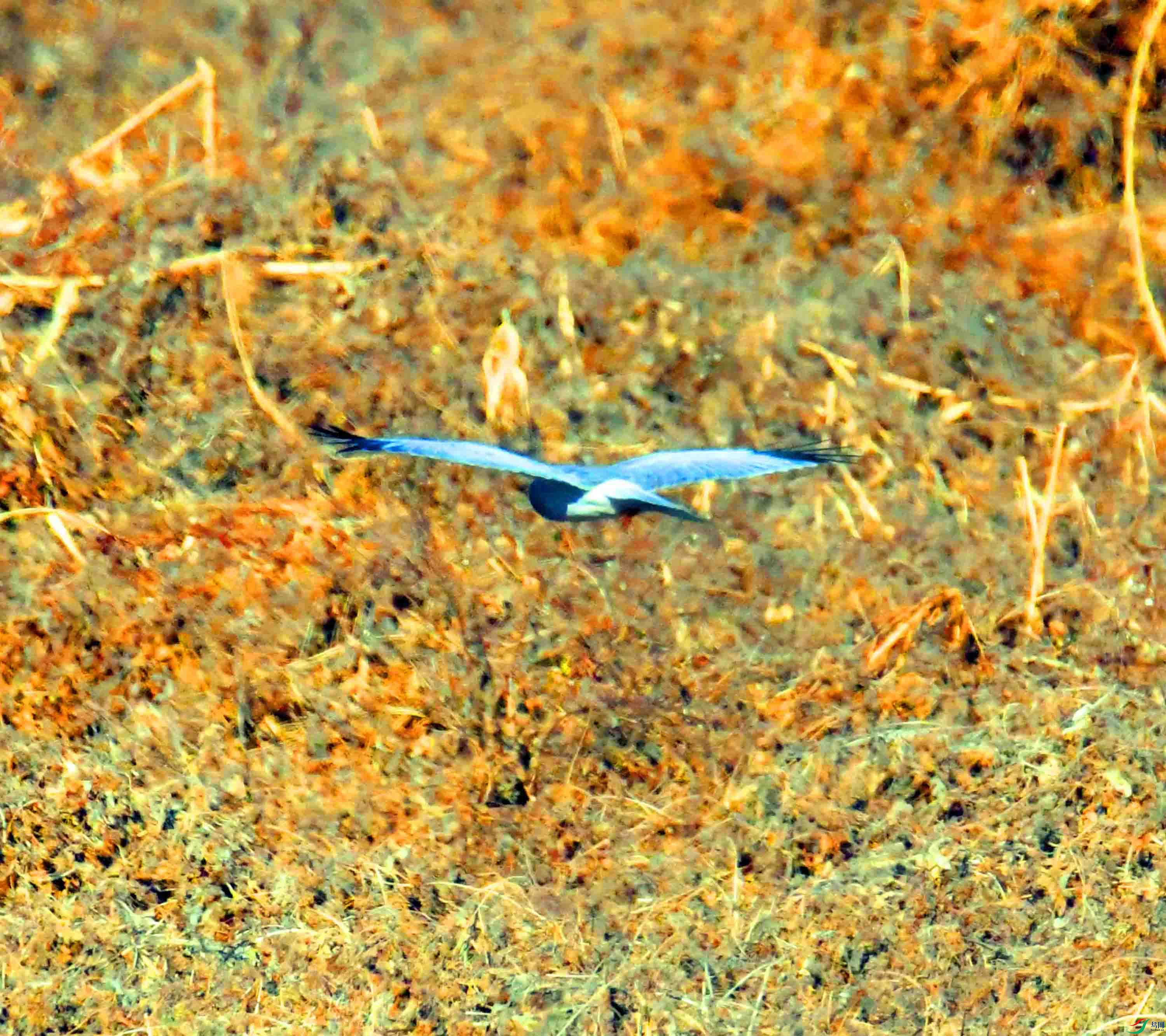 DSC_6783.JPG