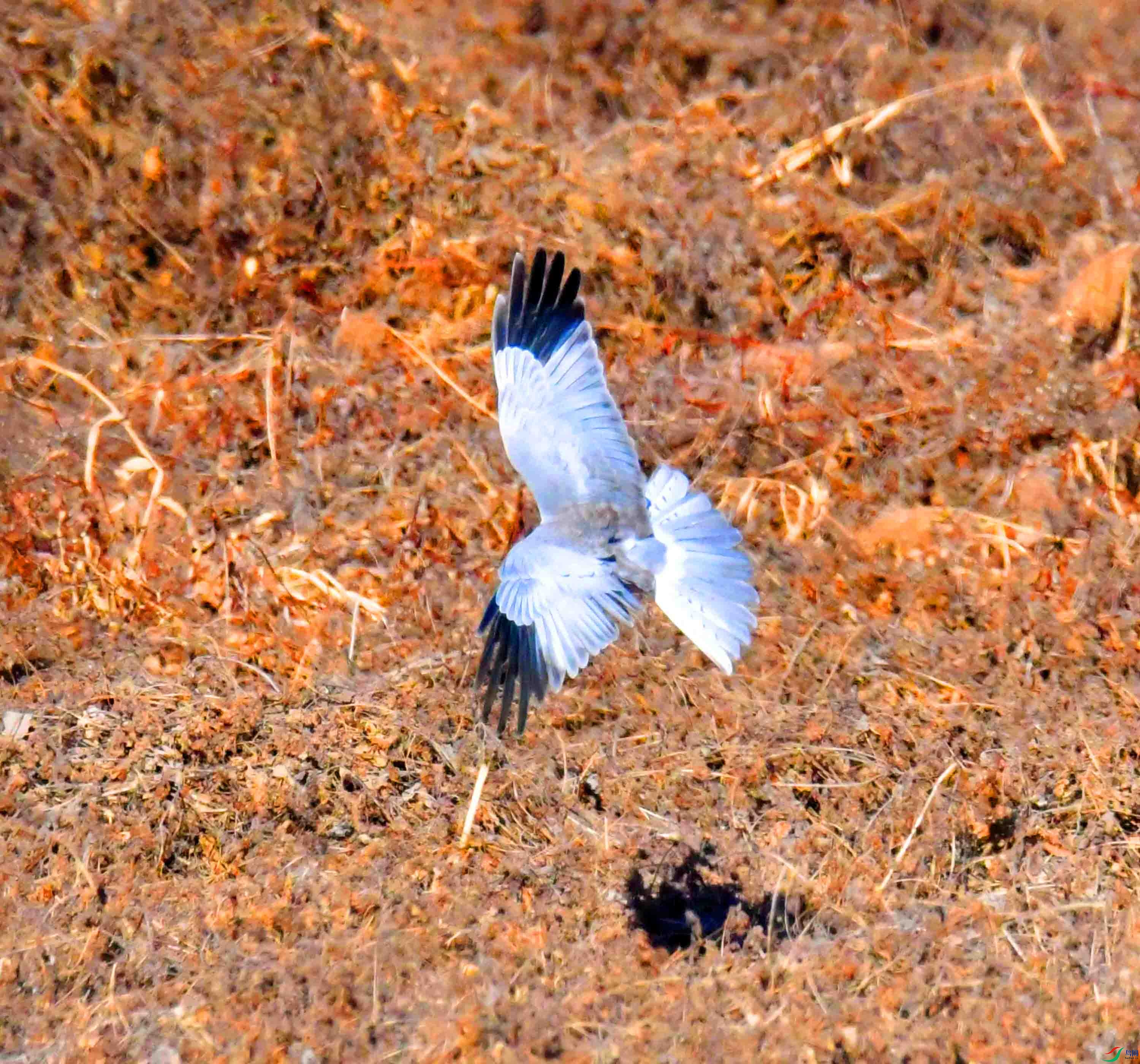 DSC_6785.JPG