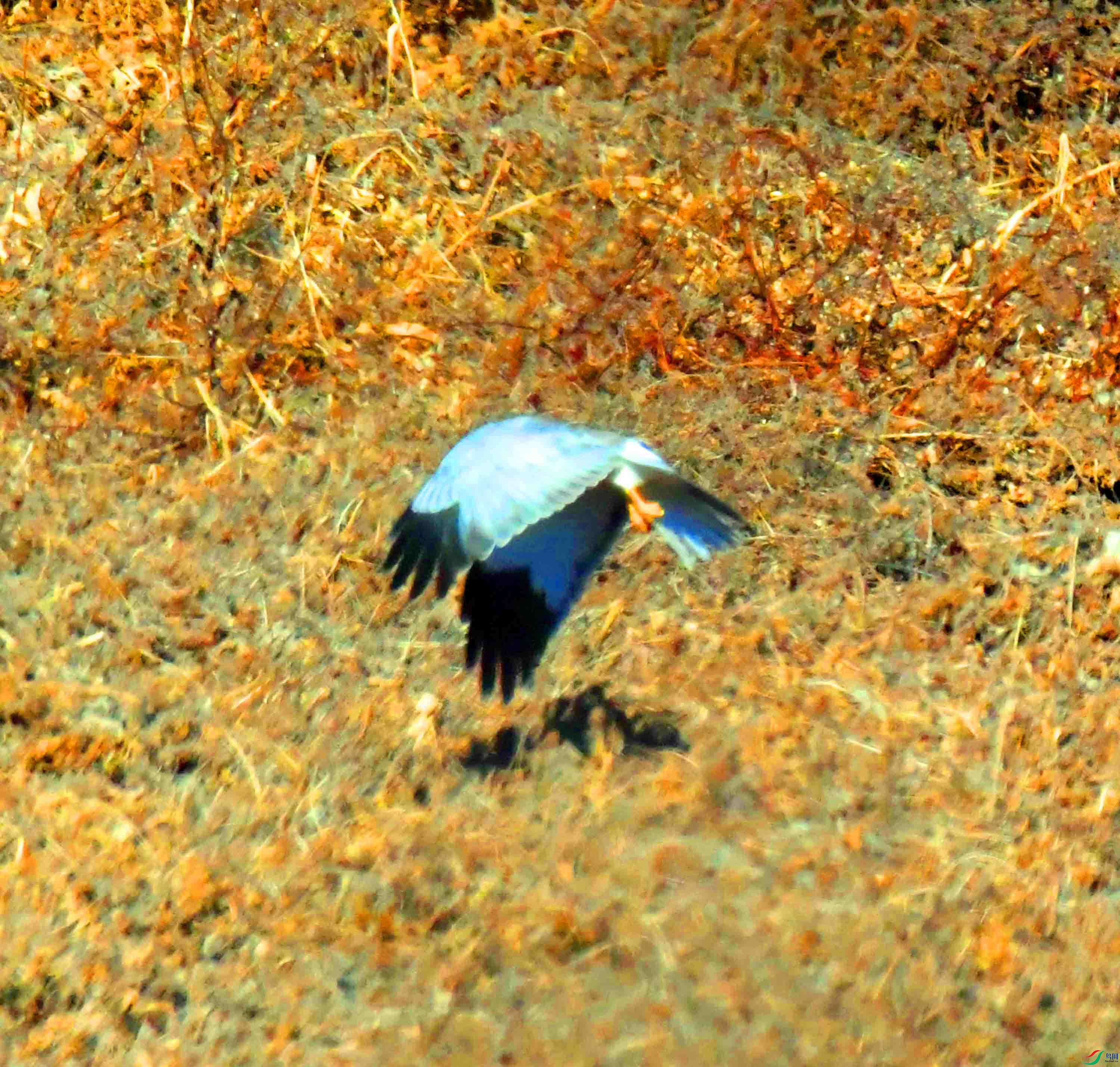 DSC_6788.JPG