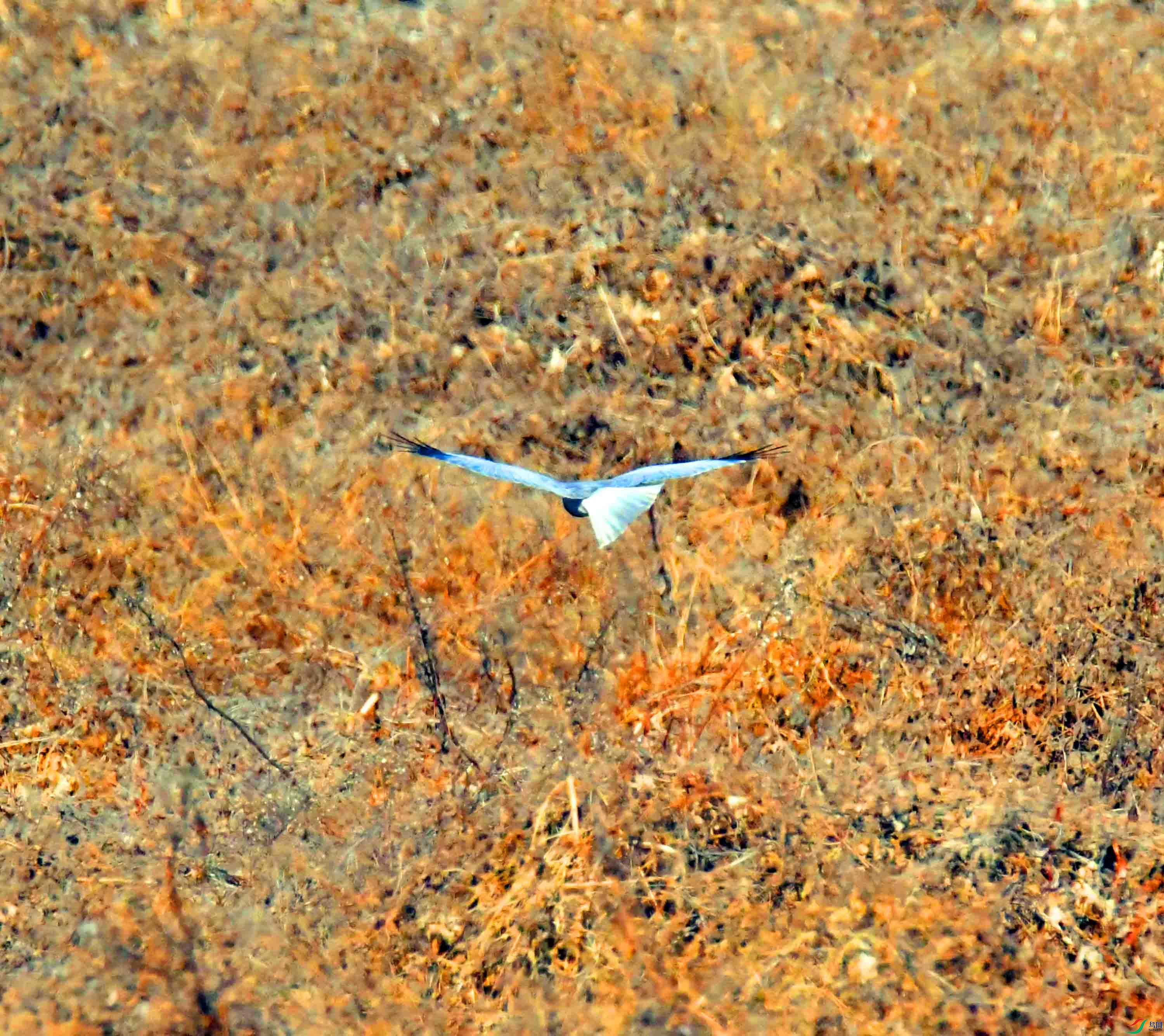 DSC_6805.JPG