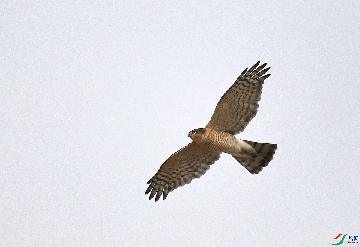 3A0089ȸӥ-25.JPG