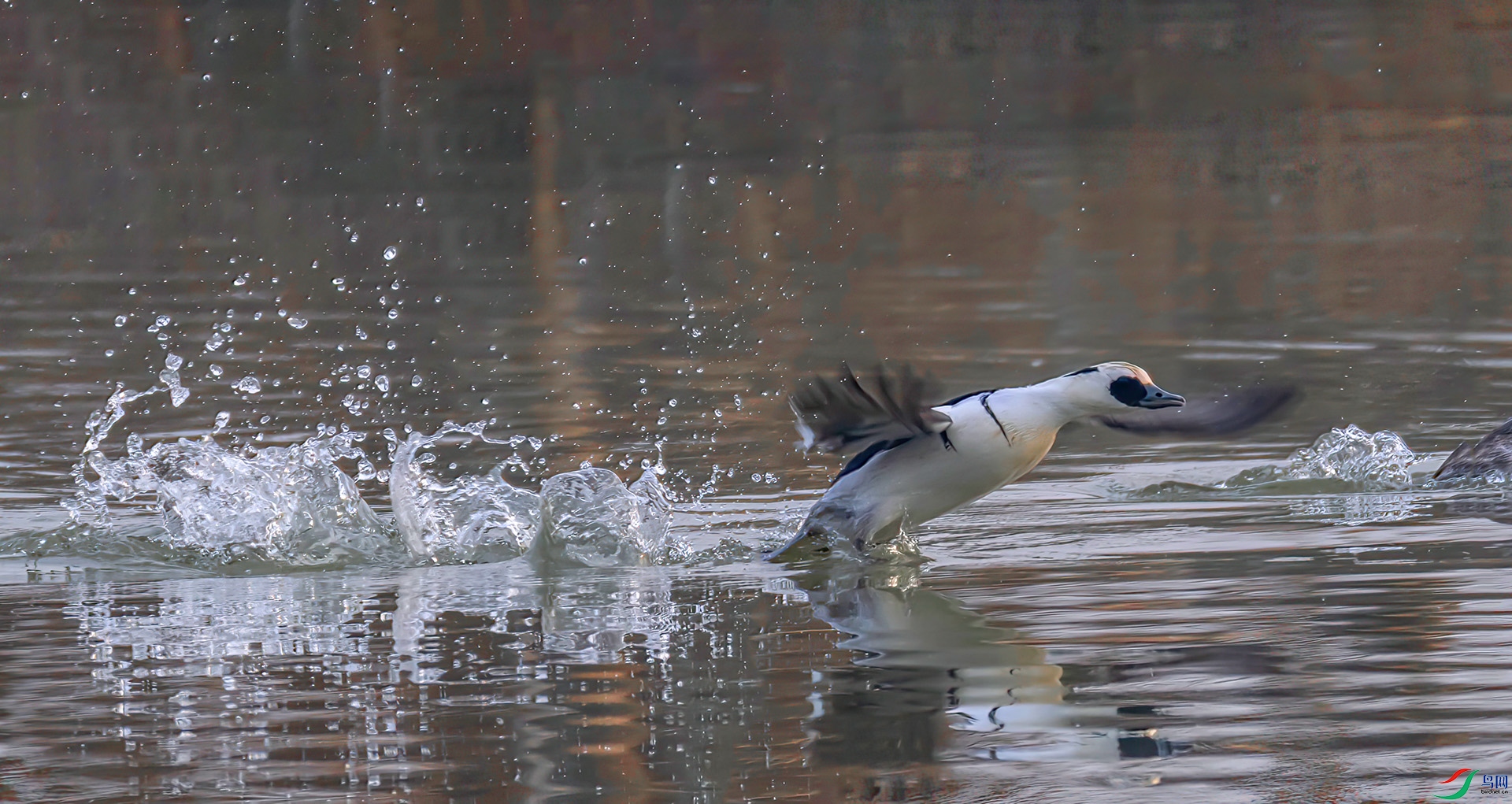 _60A9877 ����-Sha---1 .jpg