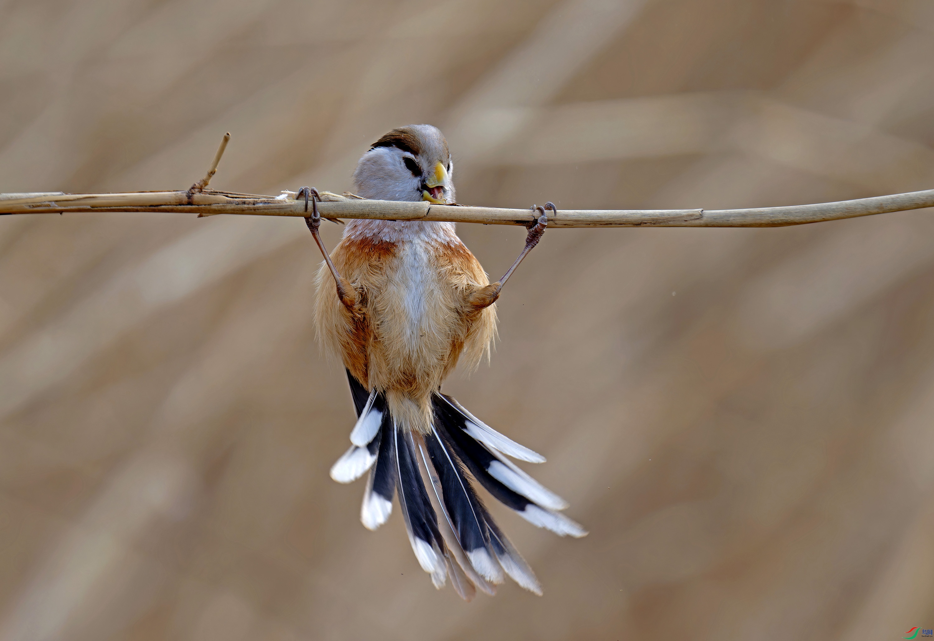 DSC_7724-NEF_DxO_DeepPRIMEXD - ����.jpg