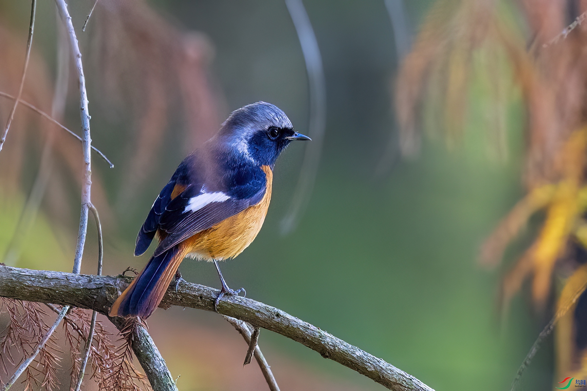 ����β�