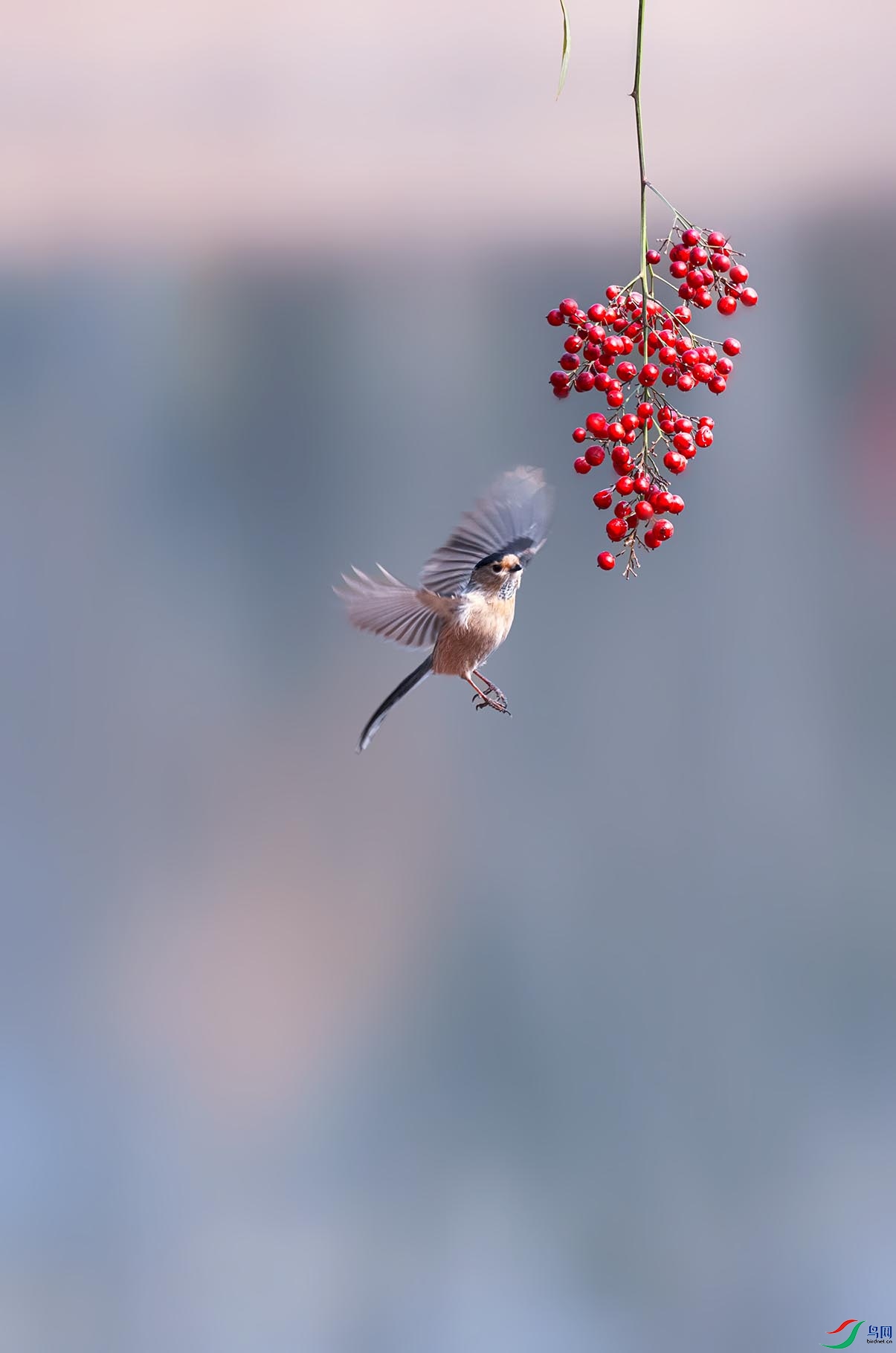 ������βɽȸ