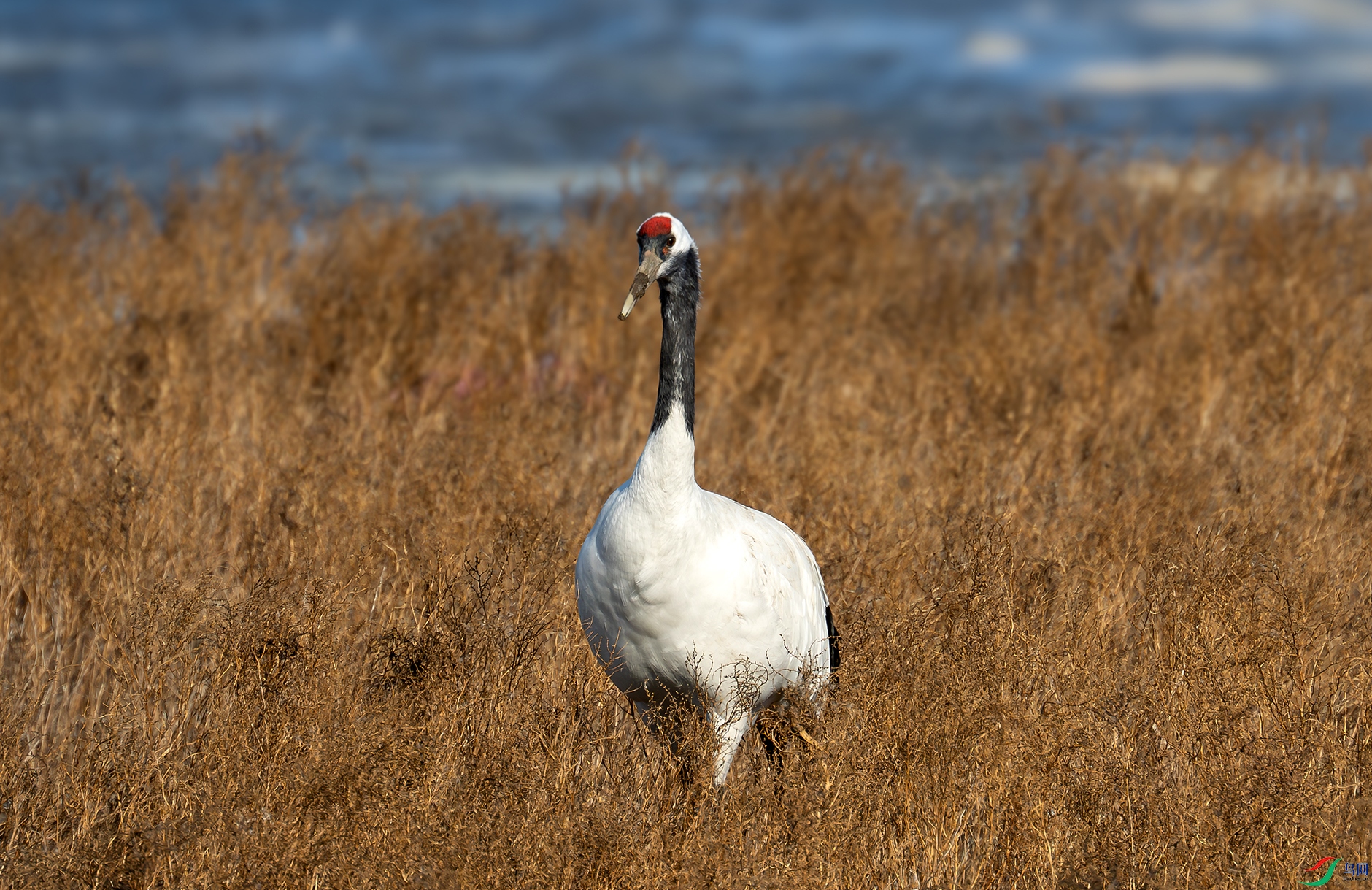 DSC_6685d.jpg