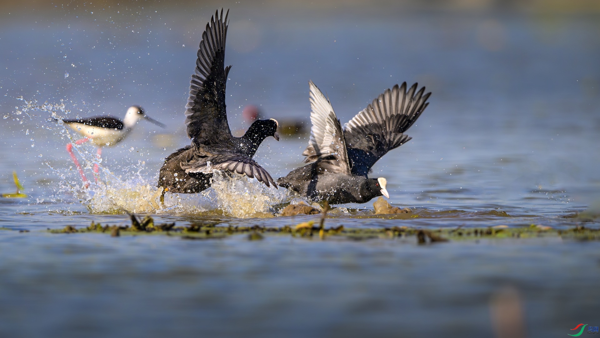 1-2_XXL6528-����ǿ-NR ����.jpeg