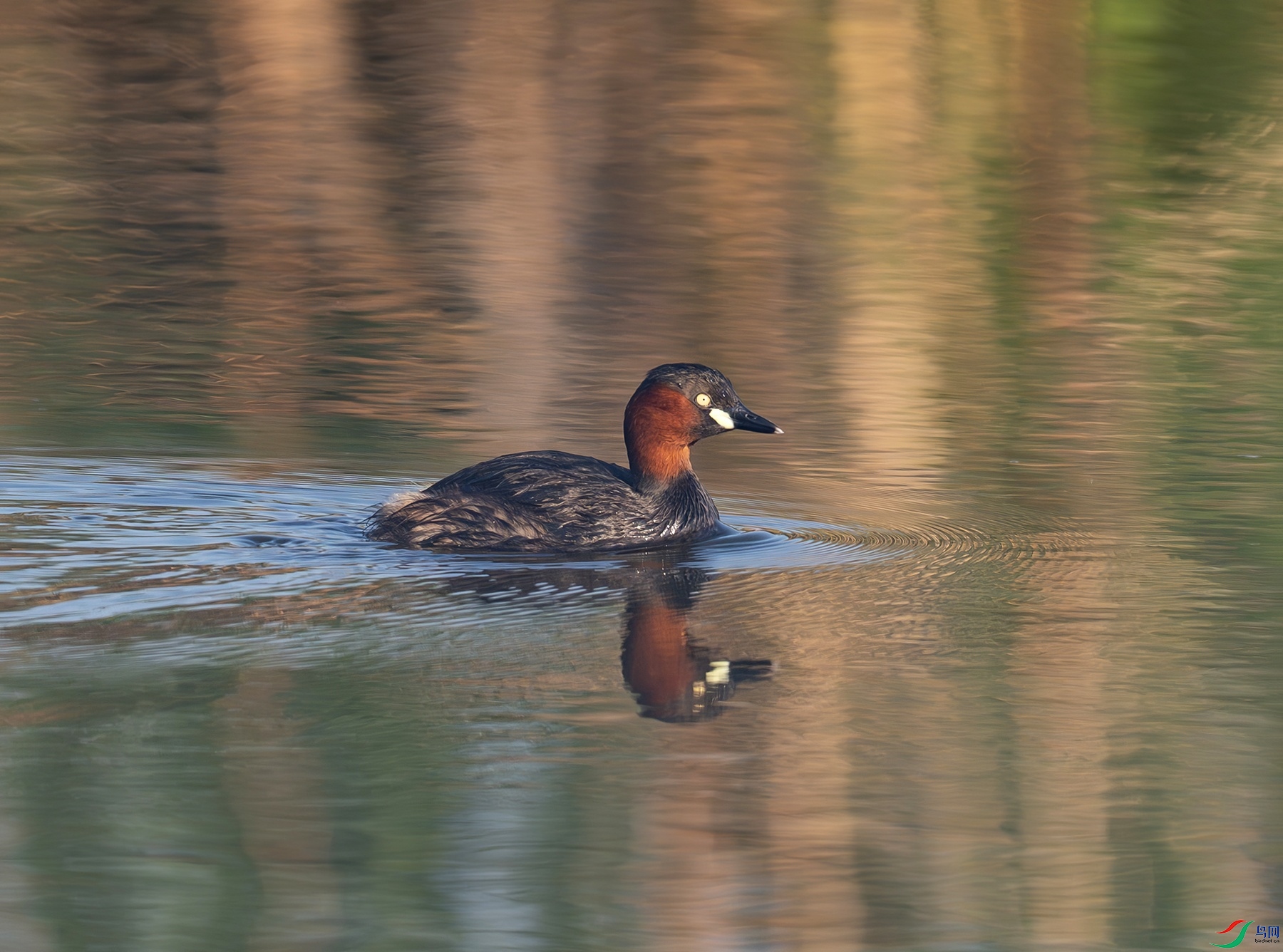 _DSC7363f.jpg