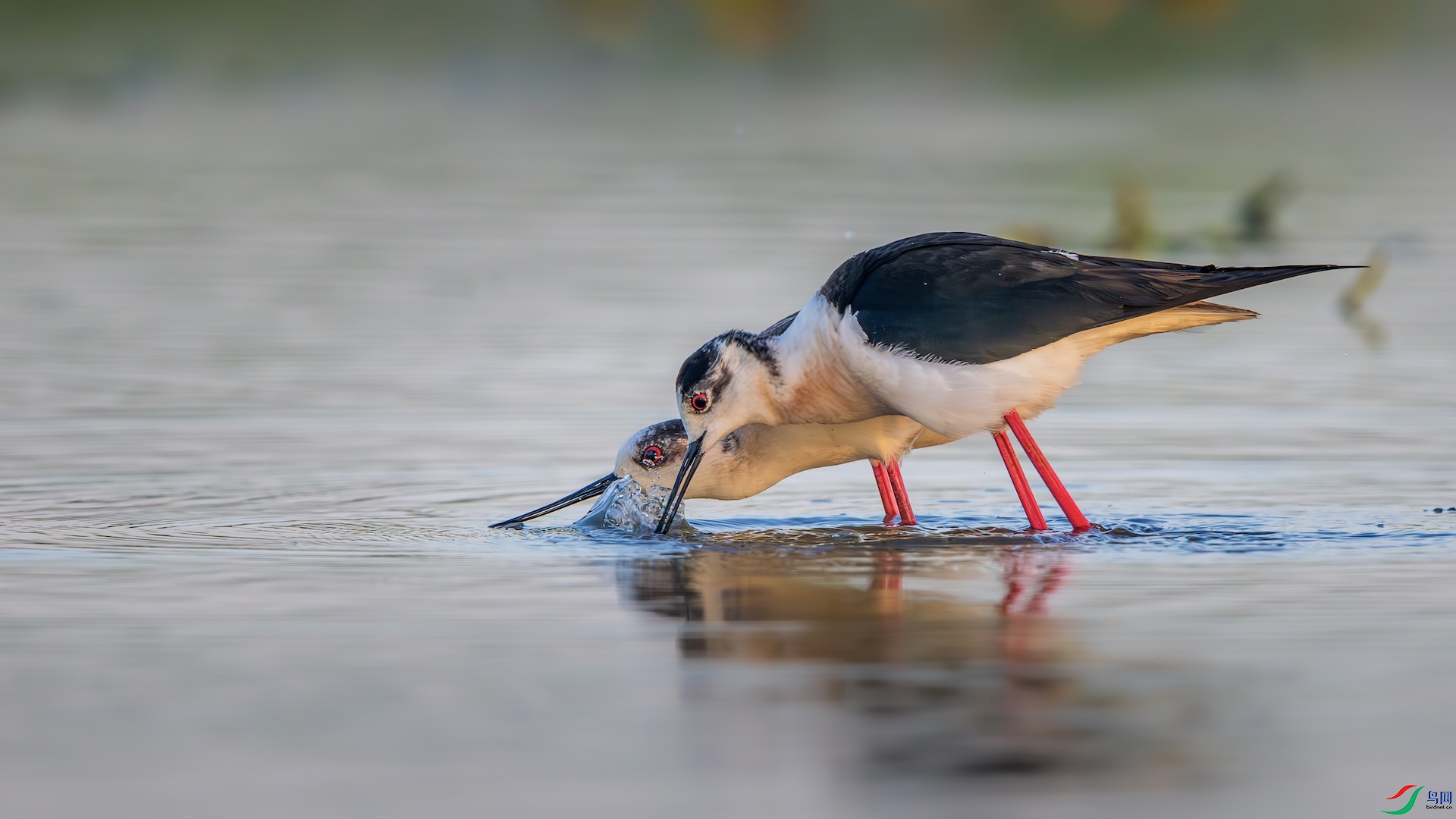 1XXI_0649-����ǿ-NR ����.jpeg