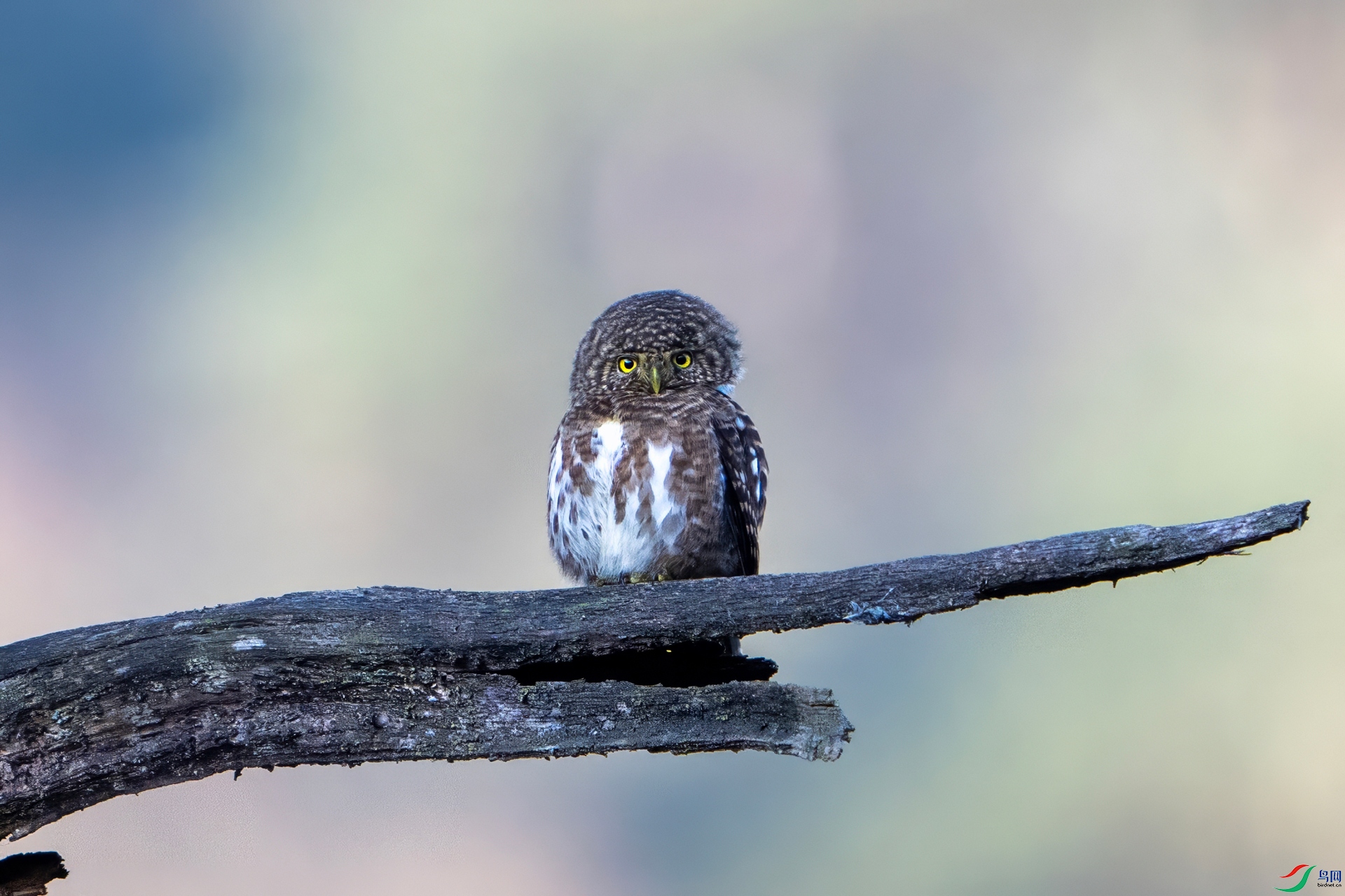 DSC_6854-denoise.jpg