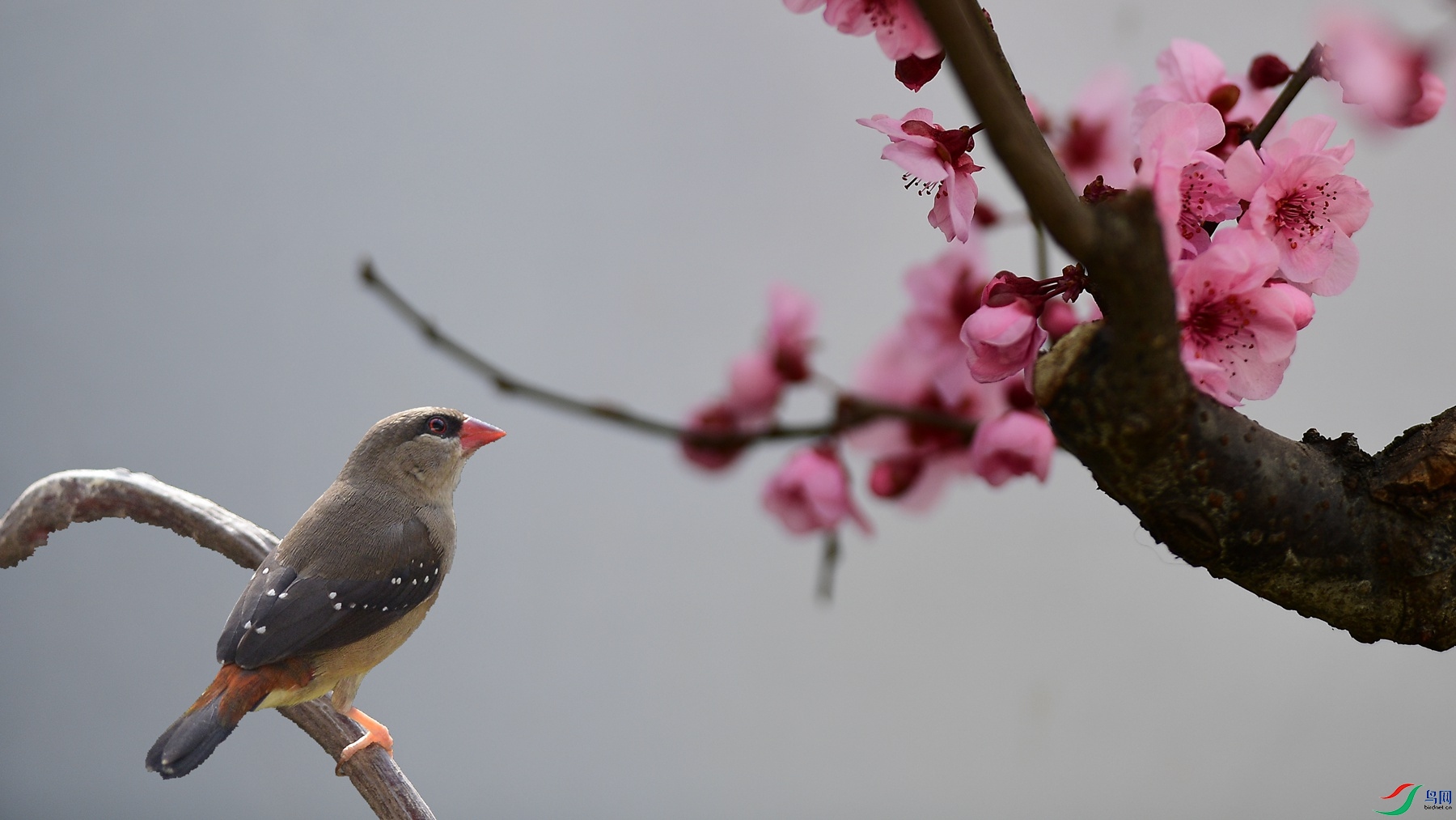 54��DSC_5680��÷.jpg