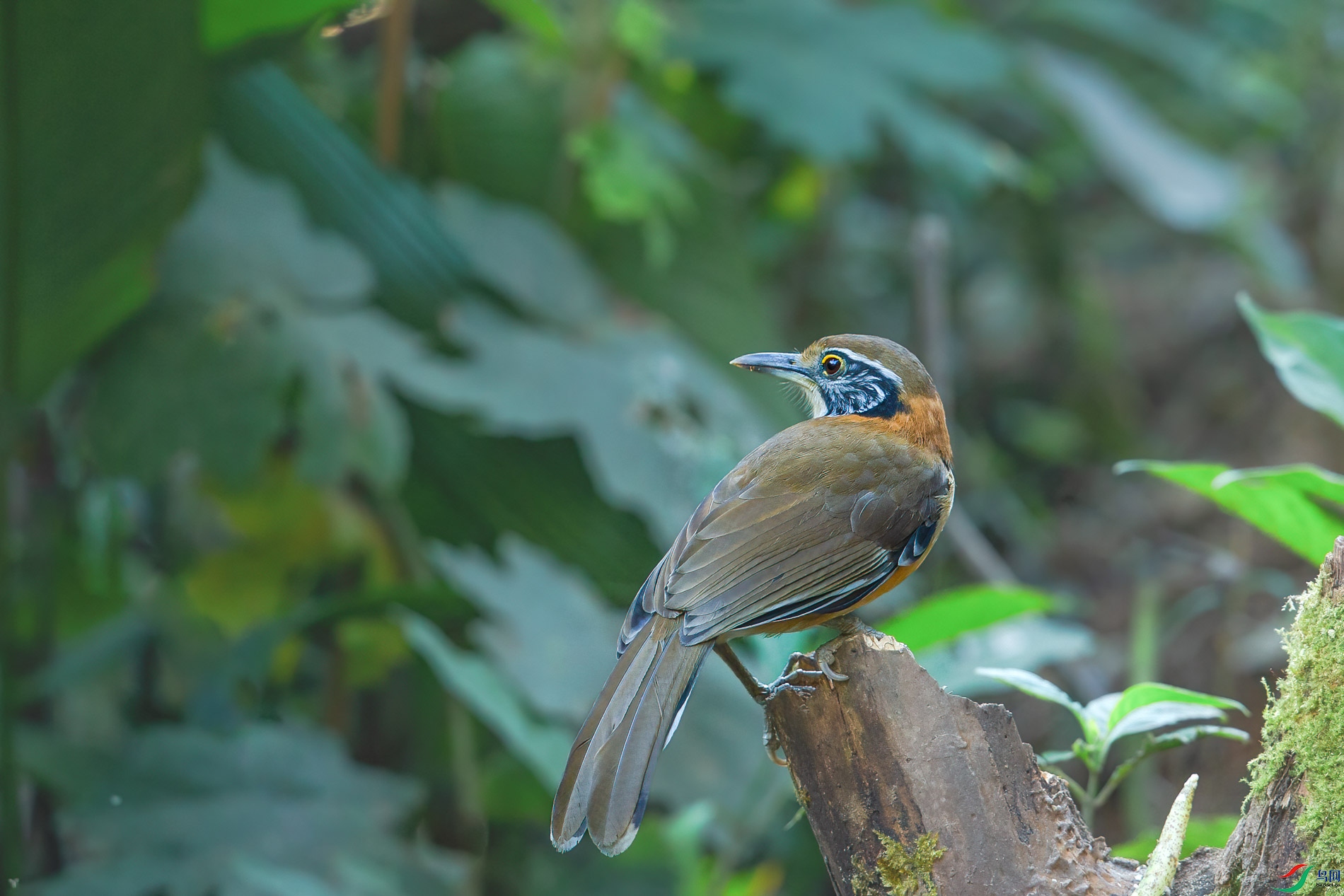 a_73567-1.jpg