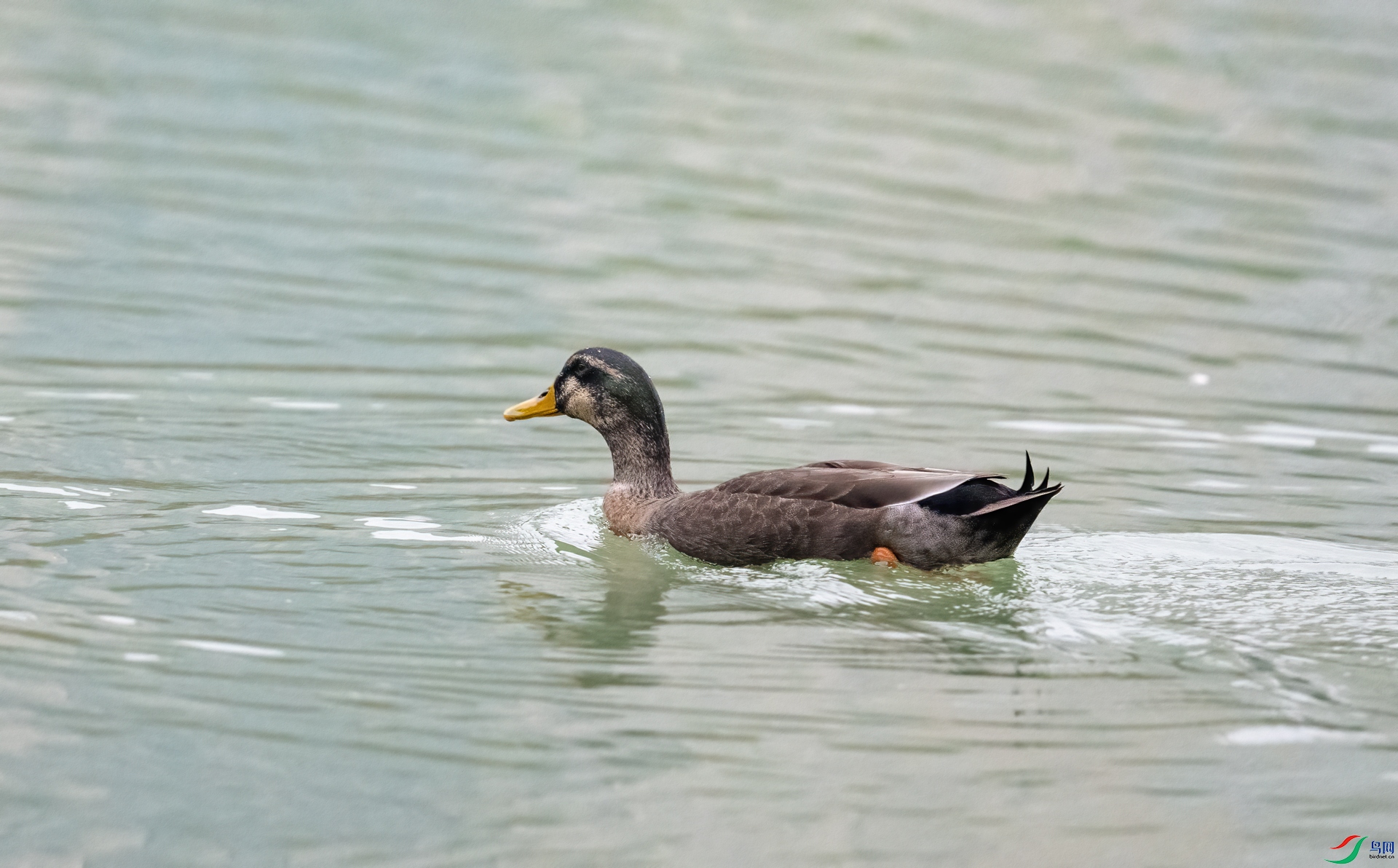 DSC_4513-1.jpg
