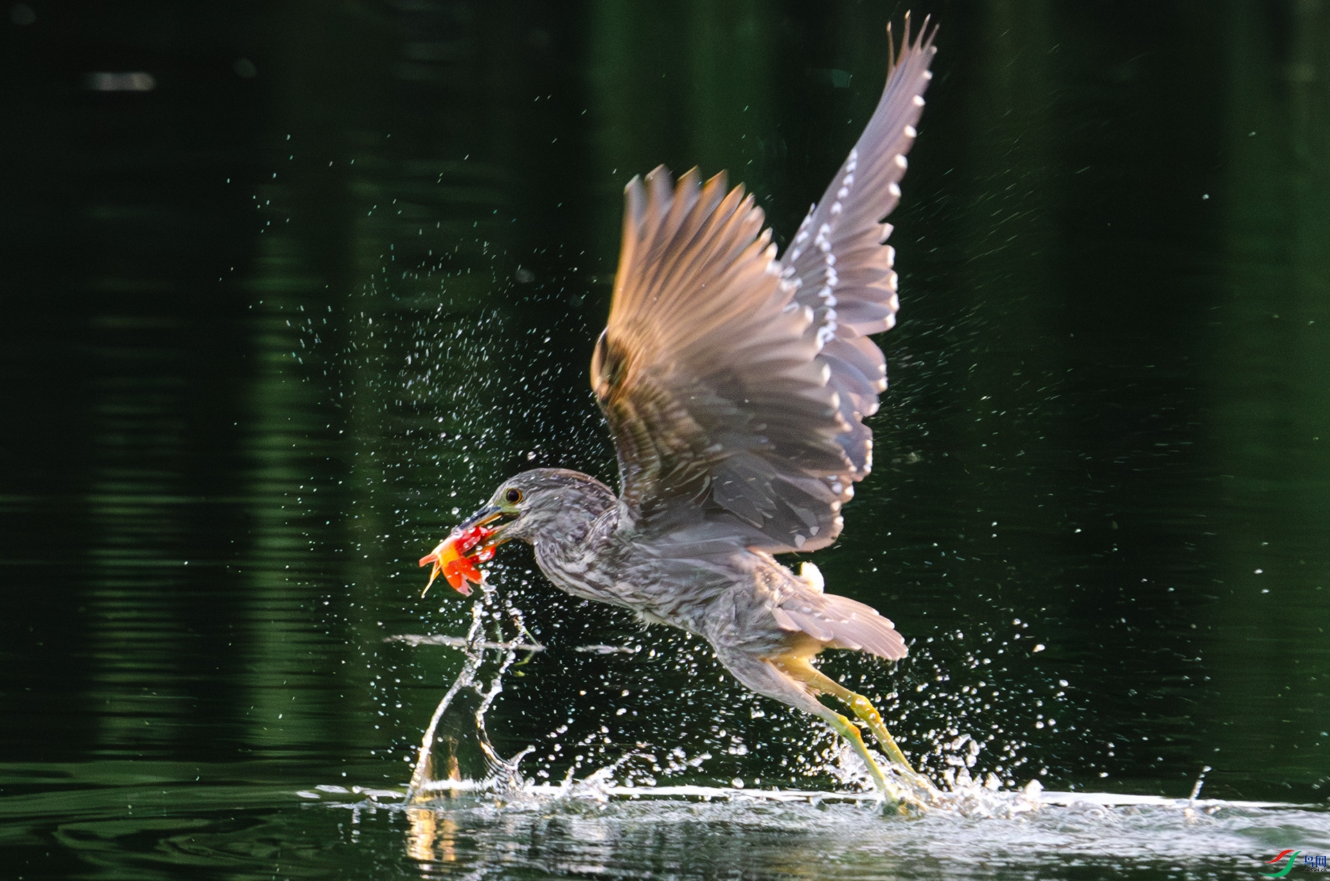 DSC_3111-����ǿ-NR ����.jpg