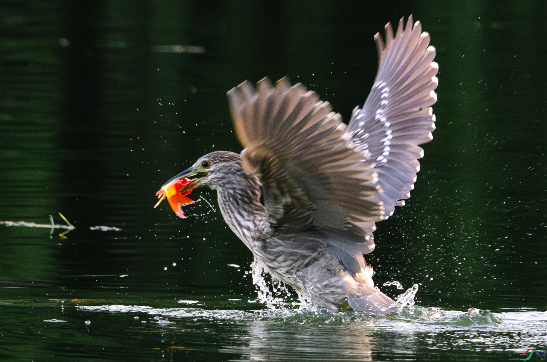 DSC_3110-����ǿ-NR ����.jpg