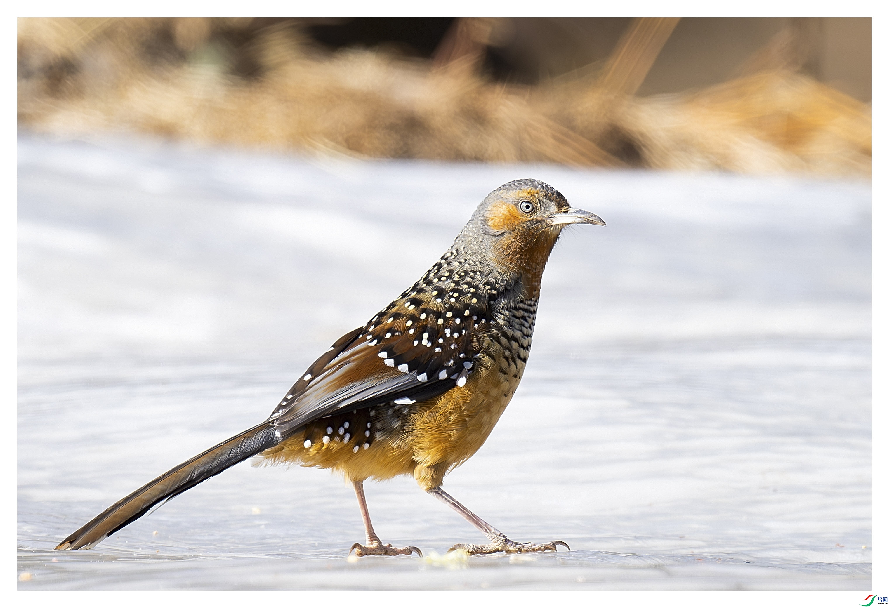 _DSC0778-����ǿ-NR ����.jpg