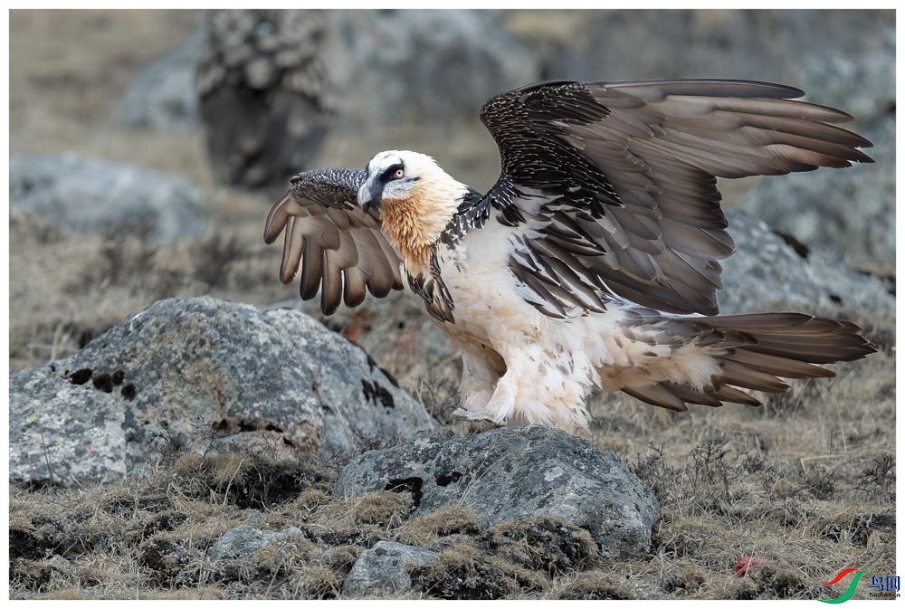 _DSC6268-����ǿ-NR ����.jpg