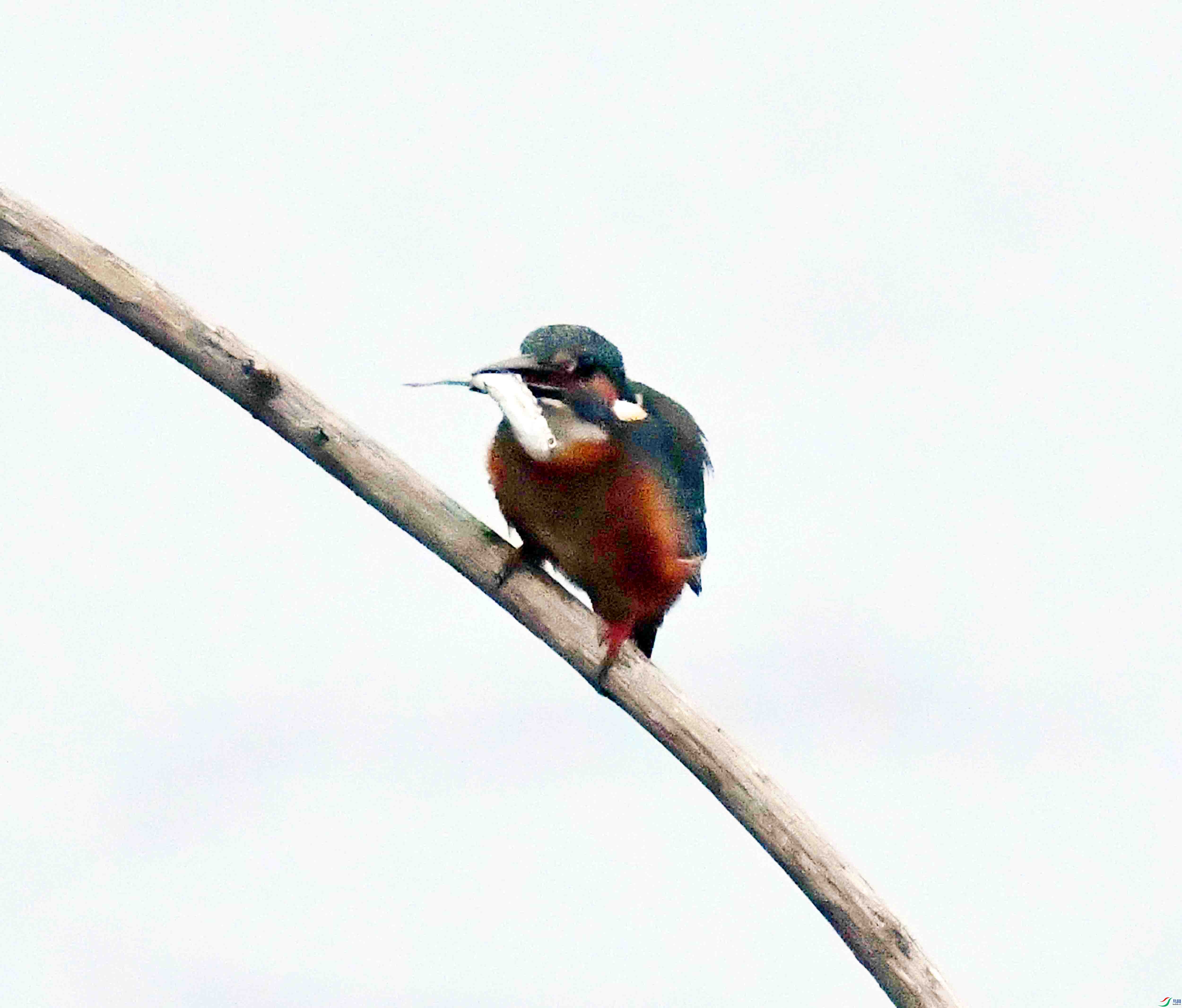 DSC_9753.JPG