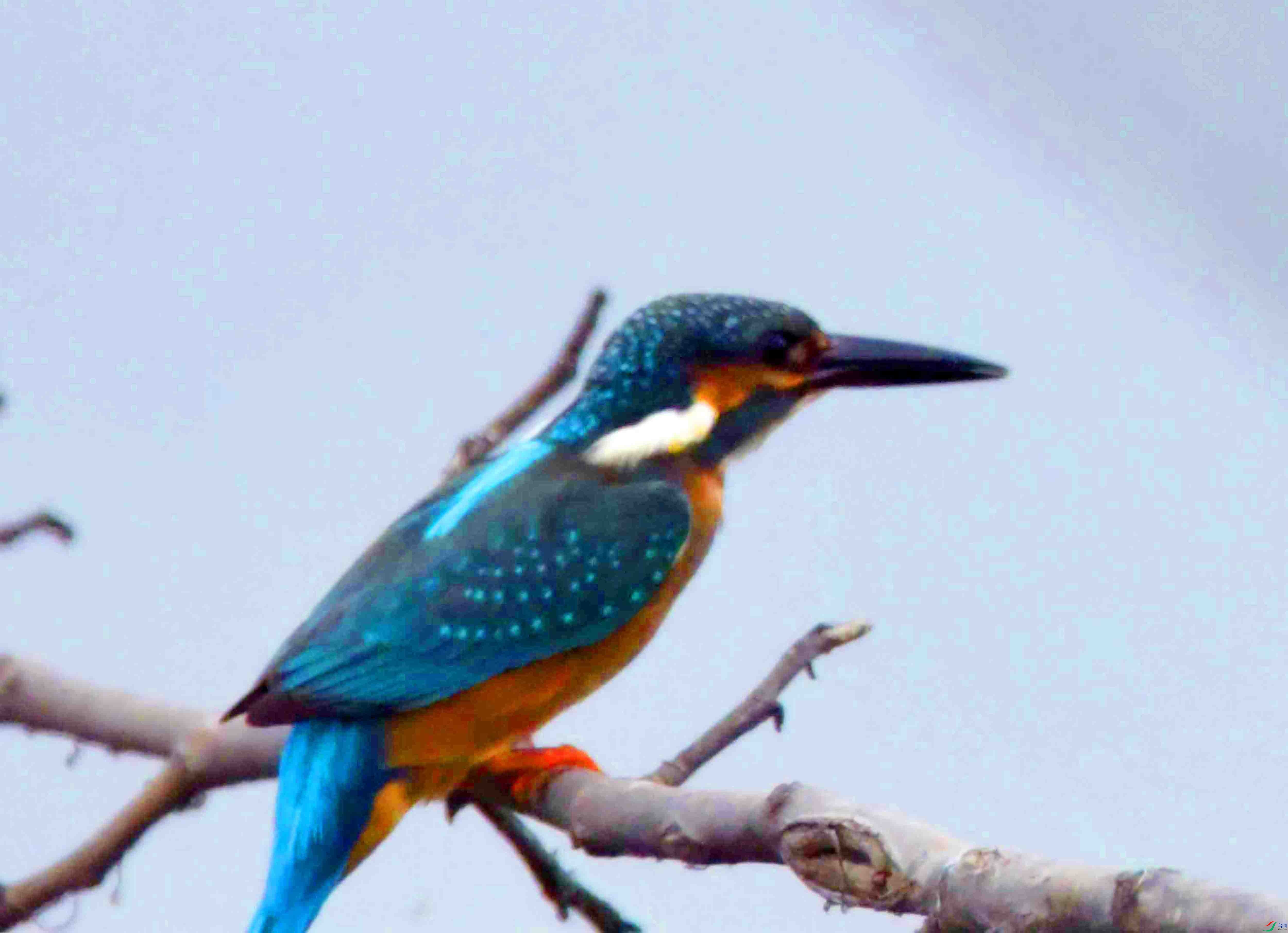 DSC_9808.JPG