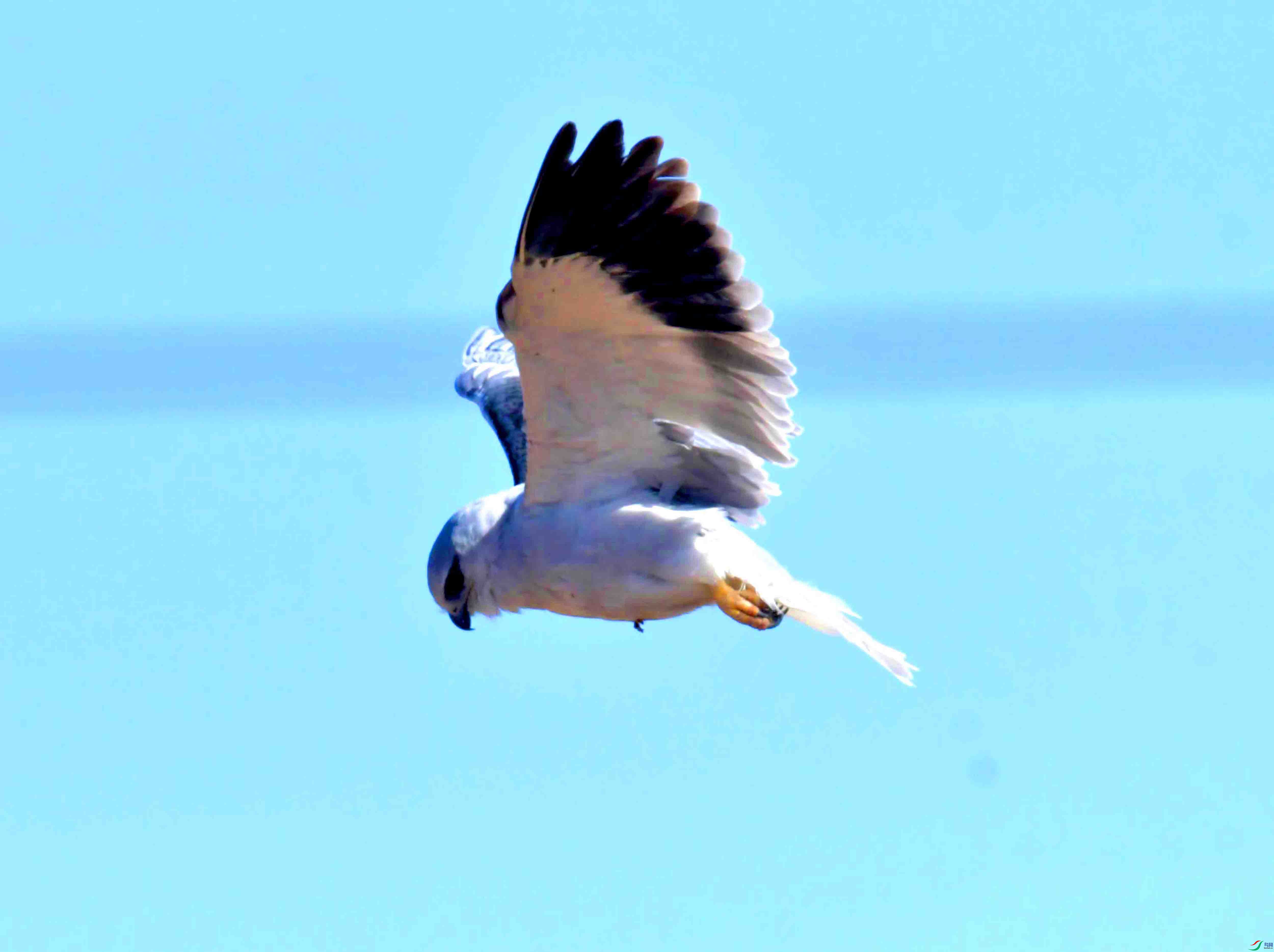 DSC_8681.JPG