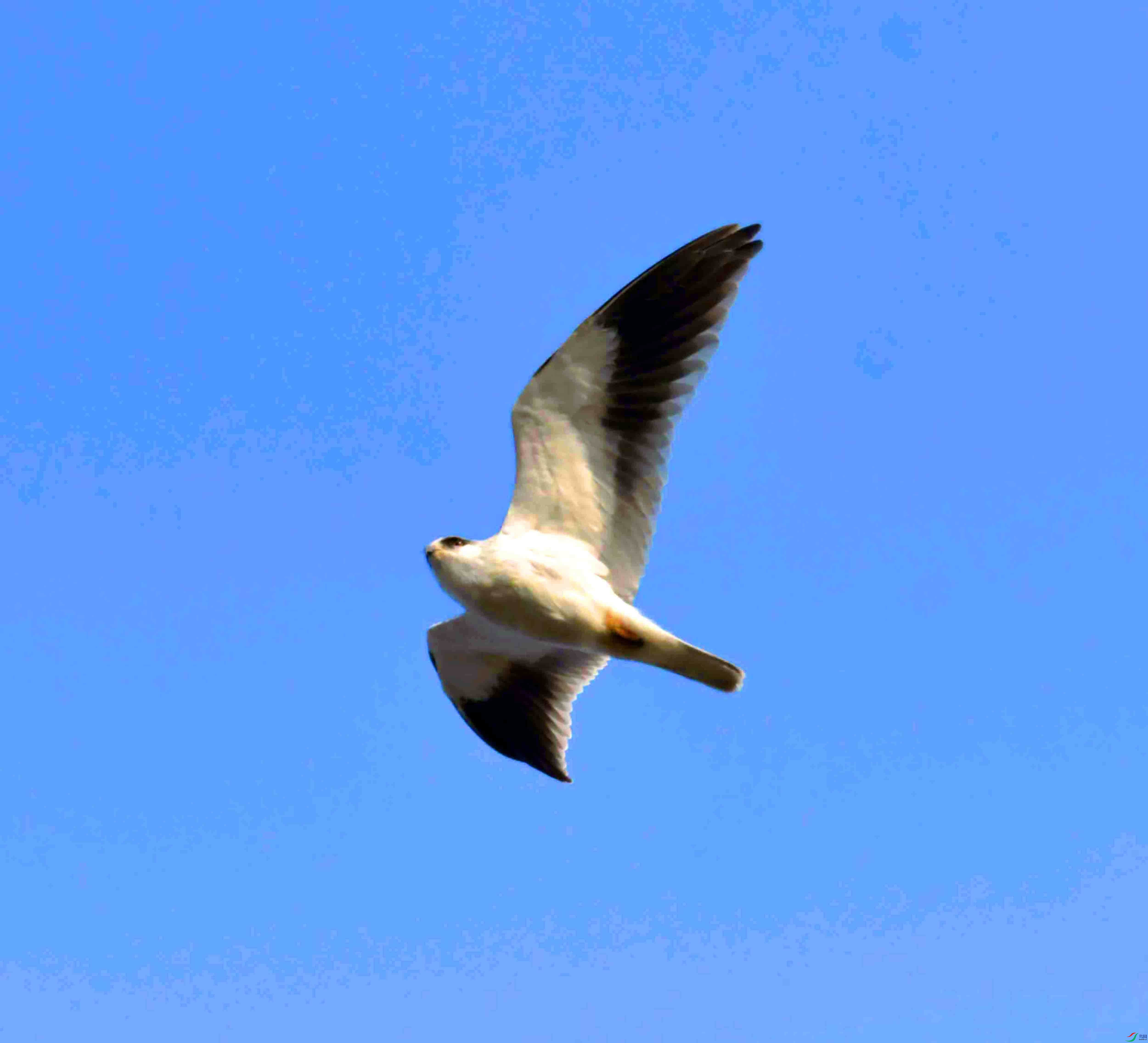 DSC_9511.JPG
