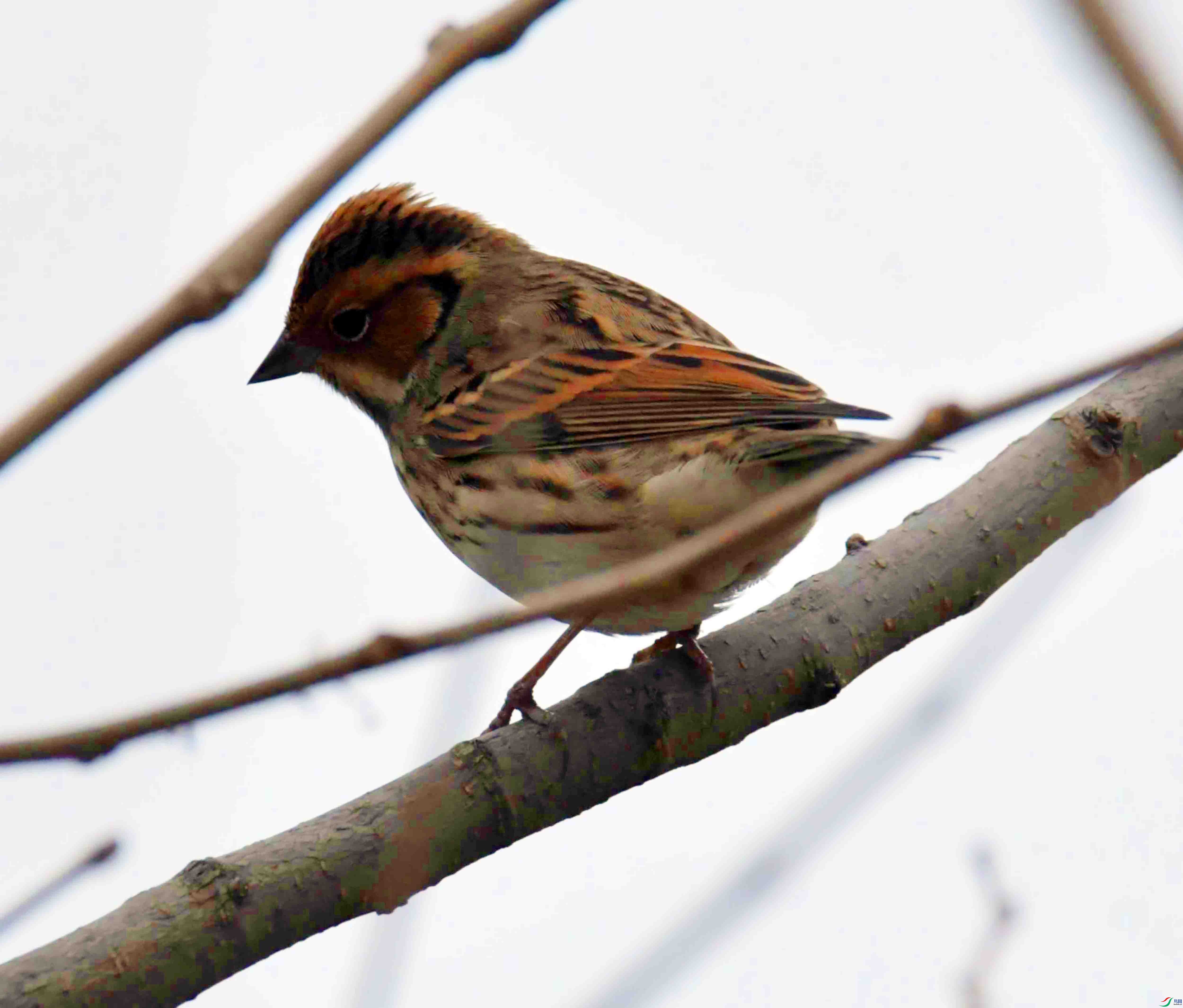 DSC_4389.JPG